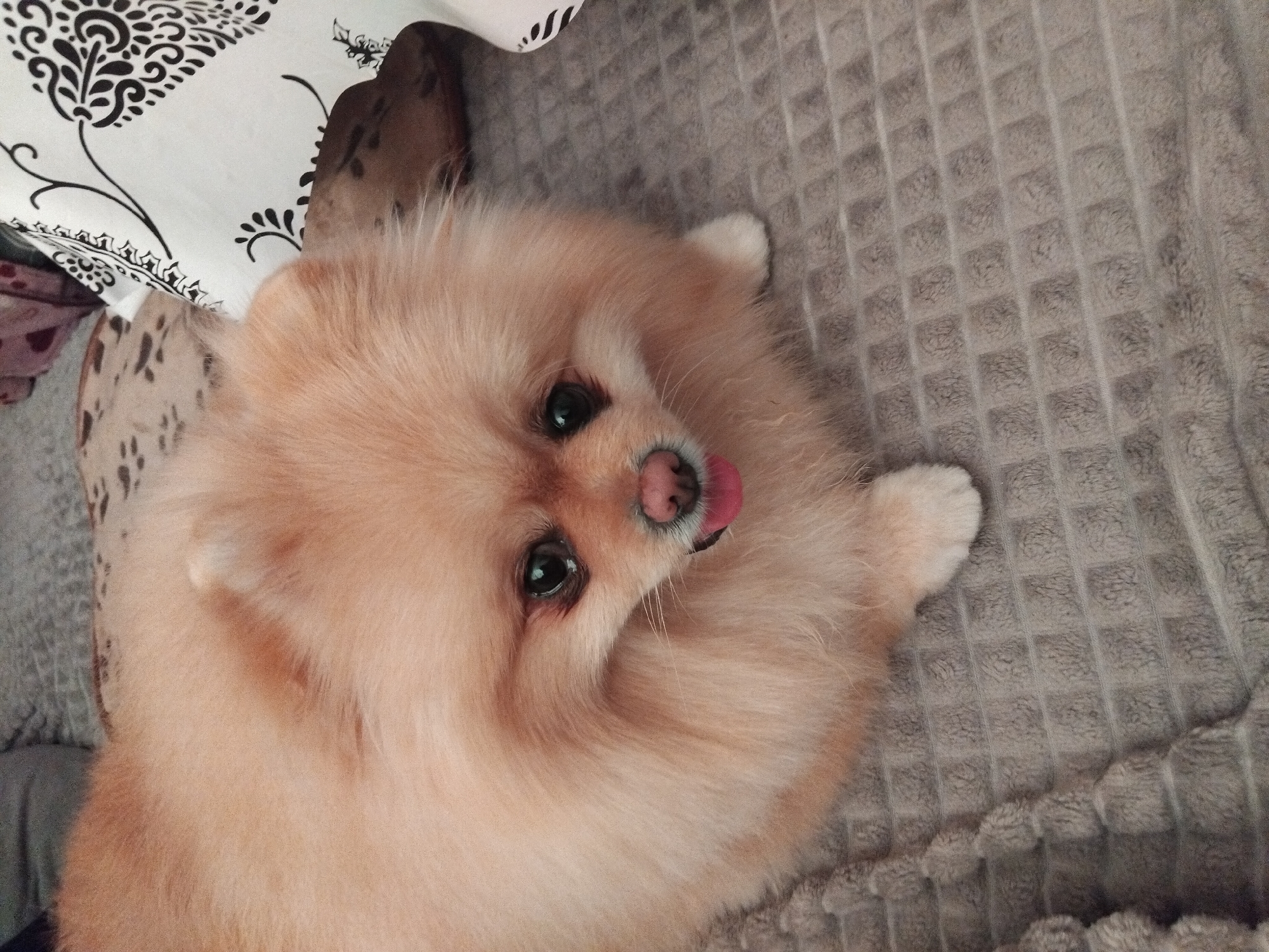 A Pomeranian dog with light orange fur lies on a gray textured blanket. The dog's face is close to the camera, with its tongue slightly sticking out. In the background, a white pillow with black intricate patterns is visible. The scene appears to be indoors, possibly in a home in Apriltsi, Bulgaria.