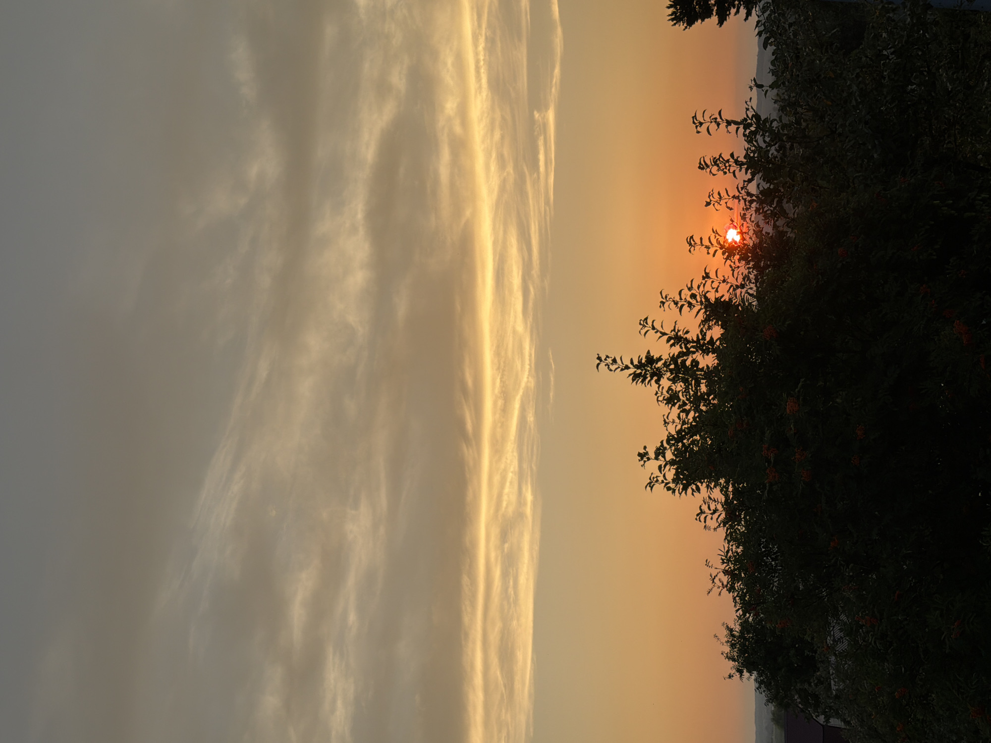 A sunset is visible in the sky over Nizhnekamsk, Russia. The sun, a small bright orb, is partially obscured by trees. The sky is a gradient of orange and yellow near the horizon, transitioning to a muted gray at the top. Wispy clouds are scattered across the sky, illuminated by the setting sun. In the foreground, dark green foliage, likely from trees or bushes, is silhouetted against the sky, with some red berries visible on the branches. In the distance, the faint outlines of buildings and a landscape suggest the presence of a town or city. The overall scene depicts a natural sunset over a somewhat urban environment.