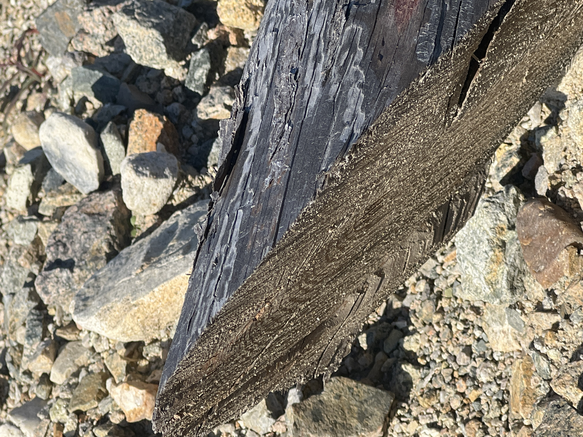 A weathered, dark gray log lies horizontally across a backdrop of rough, rocky terrain. The log is partially split, revealing splintered wood fibers on its angled end. The surrounding ground is covered with various sizes of stones and pebbles in shades of gray, brown, tan, and reddish-orange. The lighting suggests a bright, outdoor environment, likely during the daytime, with clear shadows indicating sunlight. The scene is devoid of any human presence or activity, focusing solely on the natural elements of the log and the stony ground. The location in Kozlovo, Russia, provides geographical context but is not visually discernible within the image itself.