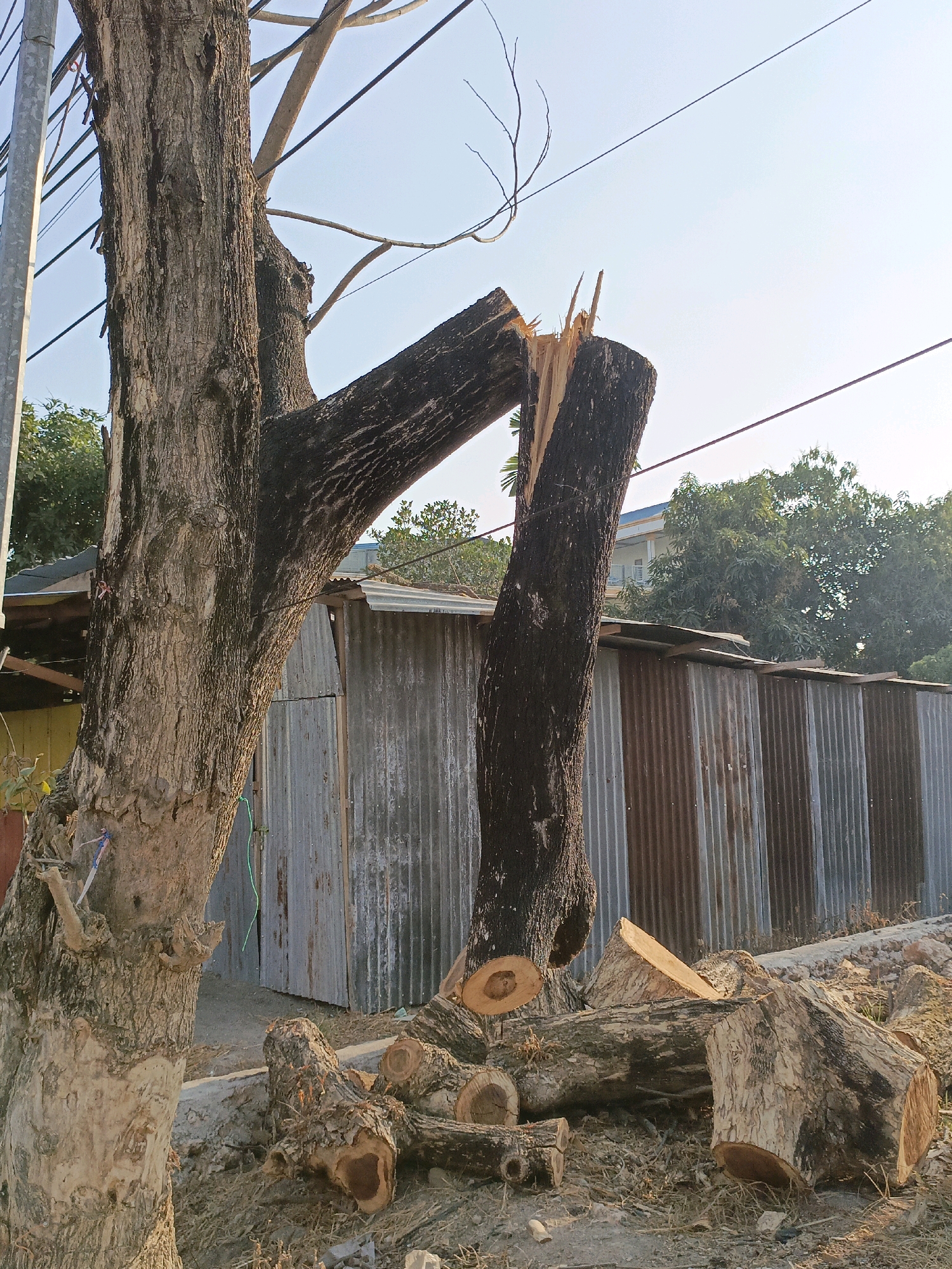 The image depicts a tree that has been partially cut down, with two large sections of its trunk lying on the ground amongst other logs and debris. A portion of the tree still stands, with branches extending upwards. Behind the tree, there is a corrugated metal structure, likely a shed or a fence. Power lines are visible crisscrossing the sky, which is clear and bright. The ground is covered in dirt, dry leaves, and scattered branches. In the background, there are trees and a building. The scene suggests that the tree may have been removed due to damage or for construction purposes. The overall impression is one of recent activity related to tree maintenance or removal. The context of Bulukumba, Indonesia suggests this scene likely occurred in a residential or semi-rural area within the city, where such structures and vegetation are common.