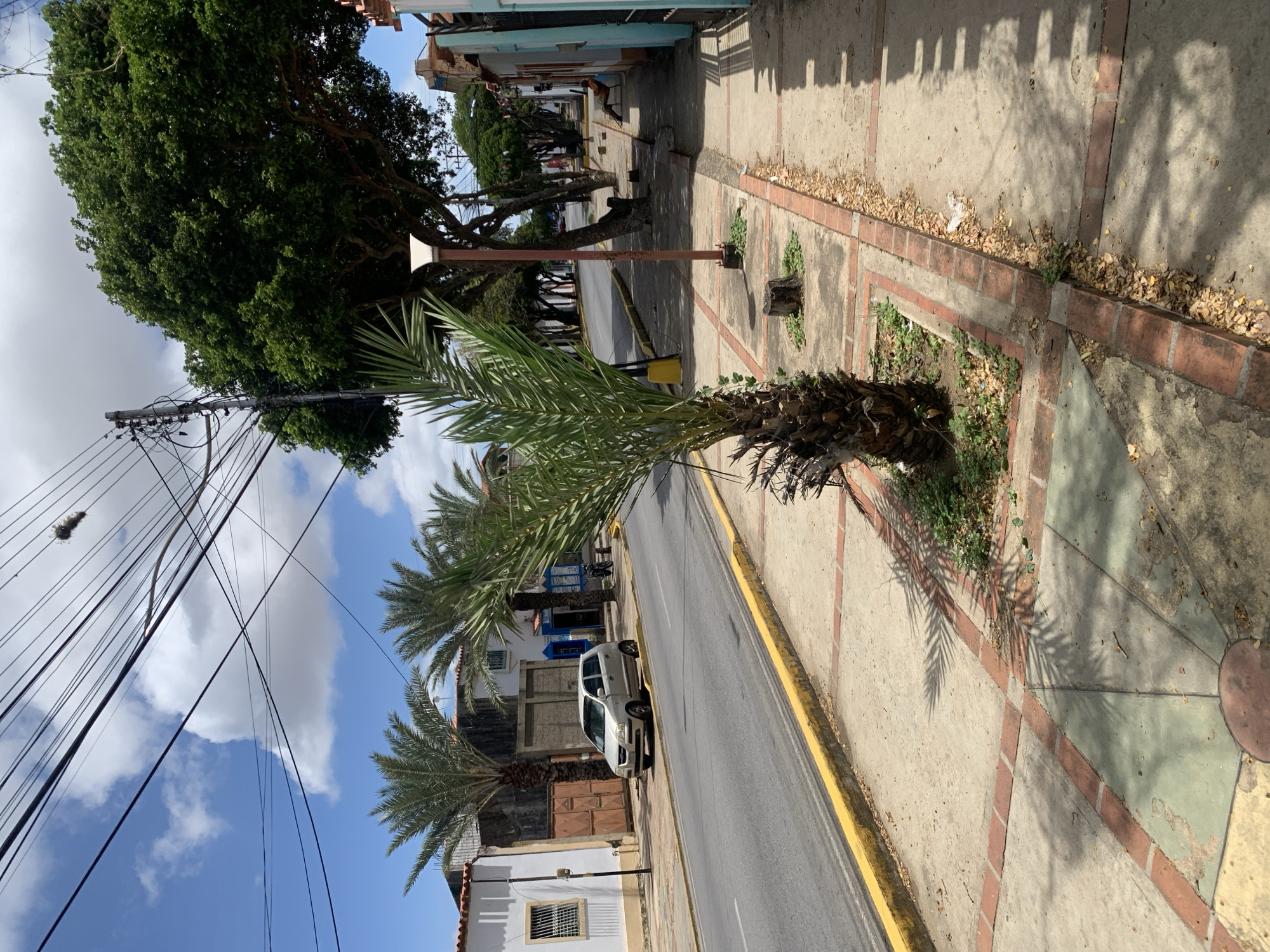 A light silver hatchback is parked on the side of a paved road in Santa Ana, Venezuela. The road has a yellow line along its edge. A sidewalk made of concrete and brick runs parallel to the road, with a small palm tree and a lamppost planted in it. Buildings with white and colored facades line the street, some with barred windows. Overhead, a network of electrical wires crisscrosses the sky, which is partly cloudy. The scene is illuminated by bright daylight, casting shadows from the palm tree and other objects.
