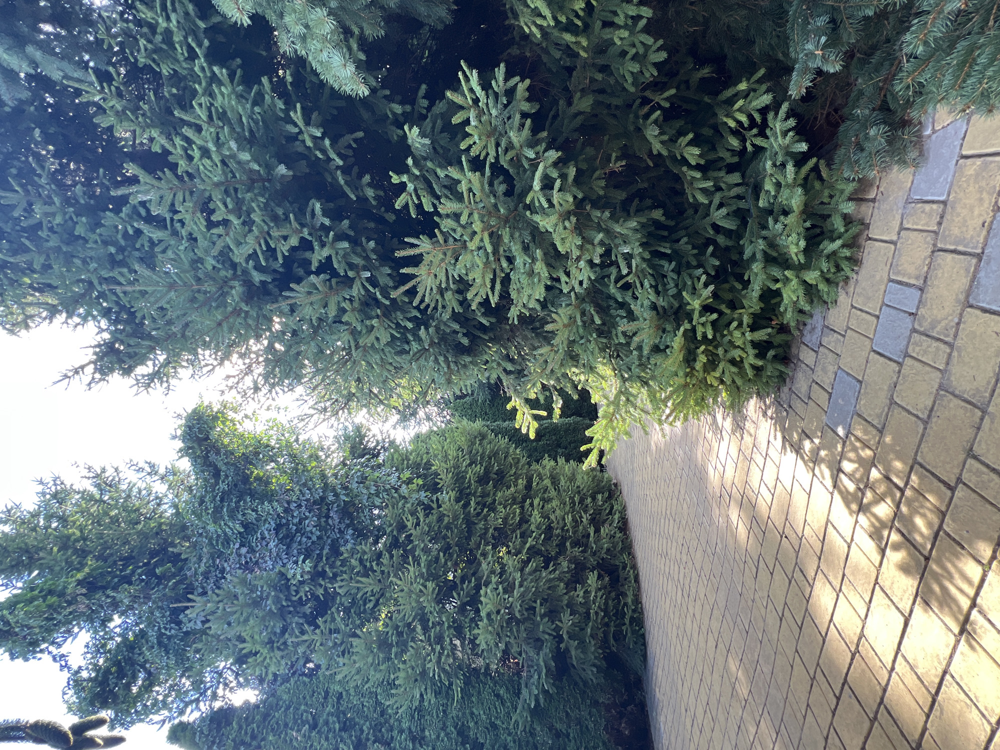 This is a medium shot, outdoor photograph taken in Fontanka, Ukraine. The image features a paved walkway with yellow and grey rectangular stones, curved to the left, bordered by tall evergreen trees on both sides. The trees are dense and lush, with varying shades of green needles. Sunlight filters through the branches, casting dappled shadows on the walkway. The sky is bright and appears to be overcast or hazy. There are no people or animals visible in the frame.