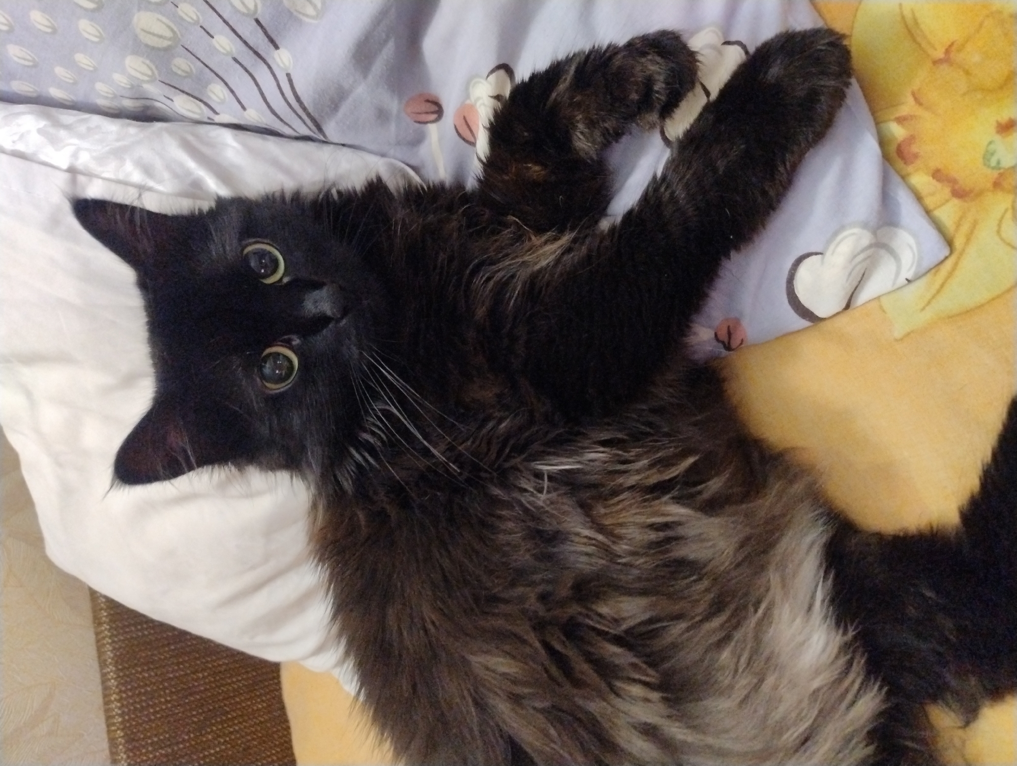 In an indoor setting, a black, long-haired cat with green eyes is lying on a bed. The cat is positioned on its side, with its body facing towards the viewer. The background consists of pillows and bedding, with a textured headboard visible on the left. The lighting is soft and appears to be from an overhead source. The cat's fur has a mix of dark brown and lighter brown undertones, giving it a slightly grizzled appearance. Its right paw is extended forward, resting on the patterned pillow.