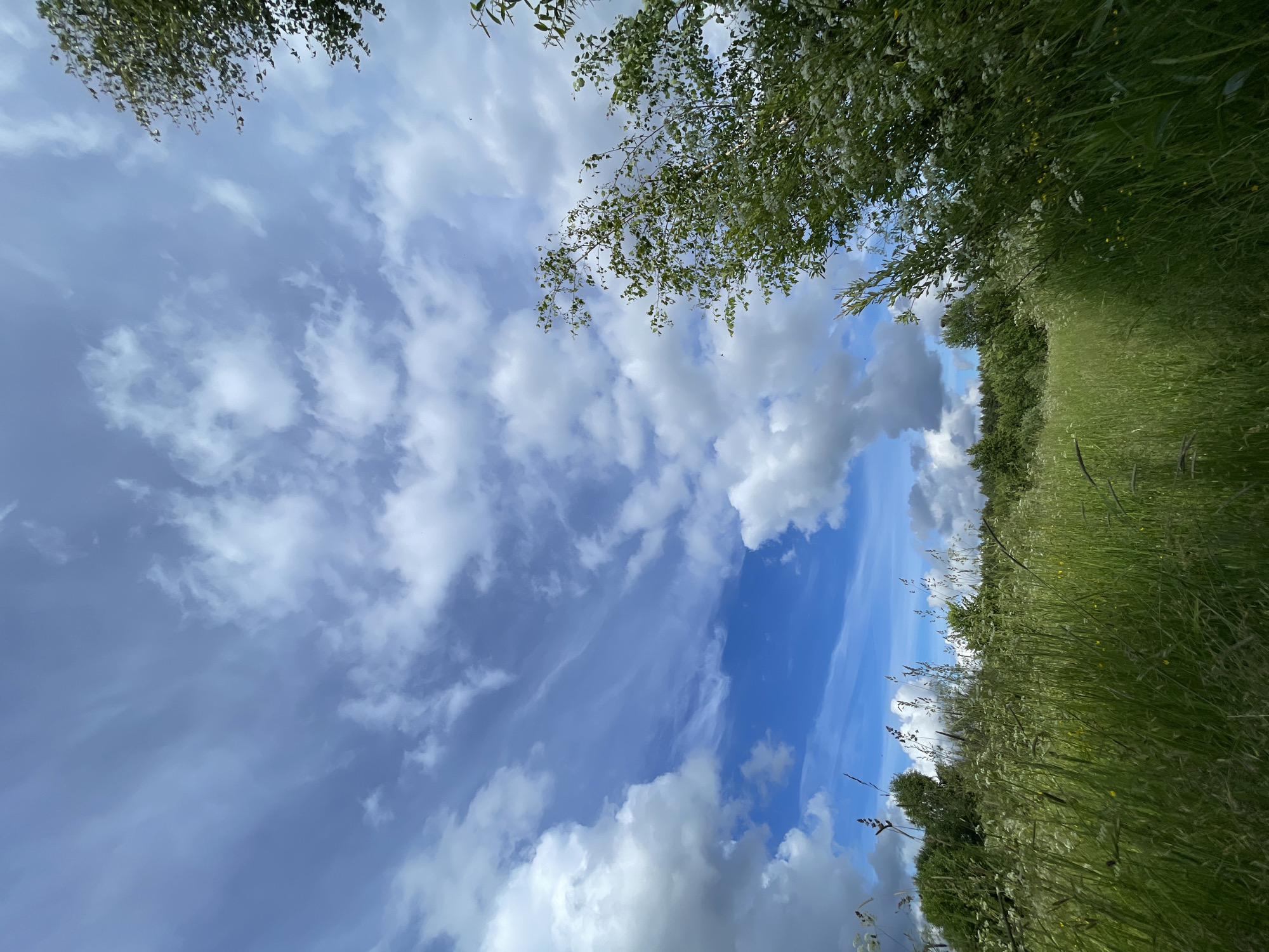 The image depicts a pastoral scene, likely in Заречный, Russia, under a partly cloudy sky. The perspective is from low to the ground, looking upwards.
The primary subjects are the sky and a grassy field bordered by trees. The sky is a vibrant blue, populated with a mix of fluffy white cumulus clouds and wispy cirrus clouds, suggesting a dynamic and changeable weather pattern. Sunlight filters through the clouds, illuminating the scene with a bright, natural light, indicative of daytime.
To the right of the frame, a dense field of tall green grass stretches into the distance, punctuated by some wildflowers and seed heads. The grass appears lush and overgrown, hinting at a rural or natural setting, possibly a meadow or the edge of a field. Trees and foliage frame the top and left edges of the image, with some branches and leaves hanging down, casting subtle shadows and adding depth to the composition. The overall feeling is one of tranquility and the beauty of nature, with a sense of openness and fresh air.
There is no visible text or any indication of human activity or specific events. The scene is purely observational, capturing a moment of natural beauty.