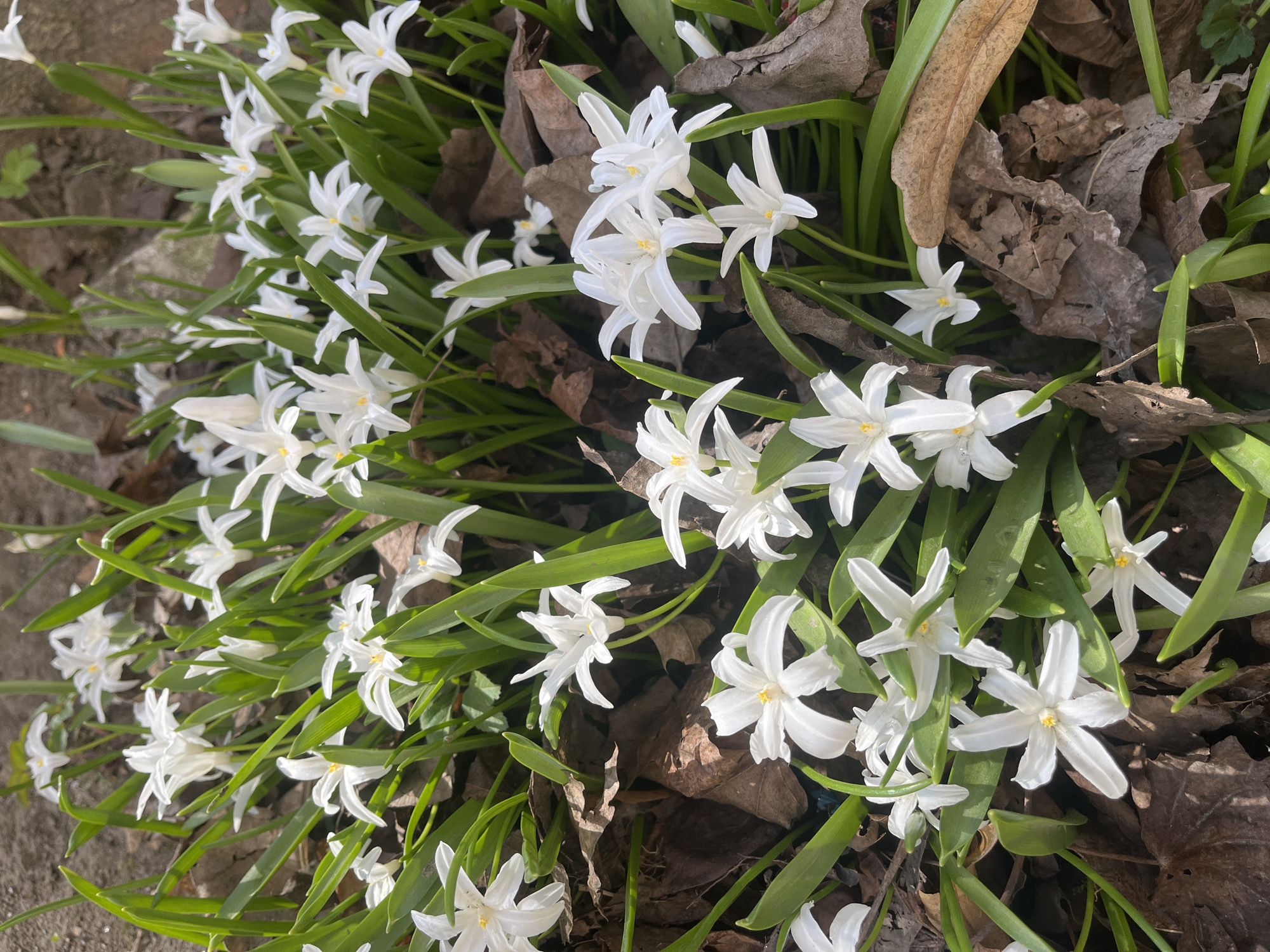 A patch of snowdrops blooms amidst fallen leaves. The flowers have six white petals and a yellow center. Green leaves also grow among the flowers. The location is possibly Saint Petersburg, Russia, based on the plant type.