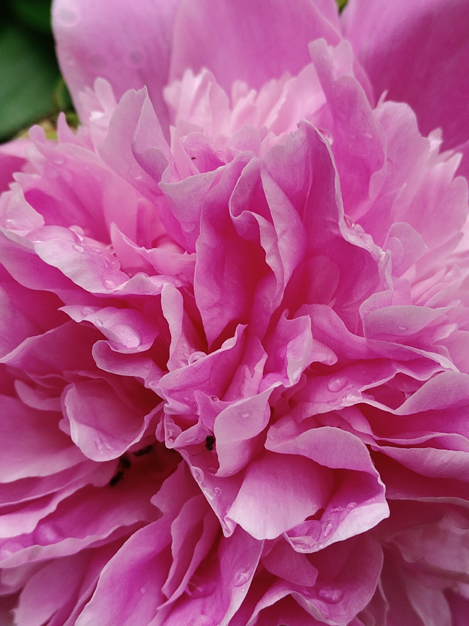 The image presents a close-up, vertical shot of a vibrant pink flower, likely a peony, filling most of the frame. The flower is in full bloom, characterized by a multitude of soft, ruffled petals layered densely, creating a rich texture and depth. The petals display a spectrum of pink hues, ranging from deep fuchsia in the inner folds to lighter, almost white-pink along their edges, where they gently catch the light.
Scattered across the petals are numerous small, clear water droplets, suggesting recent rain or morning dew. These droplets reflect light, adding a shimmering quality to the flower's surface. Deep within the lower-middle section of the flower's intricate folds, several tiny, dark insects, appearing to be ants, are visible among the petals.
The background is softly blurred into an abstract green, indicating surrounding foliage and suggesting a natural, outdoor setting such as a garden. The bright lighting highlights the intricate details and the soft, undulating curves of the petals. There is no visible text in the image.