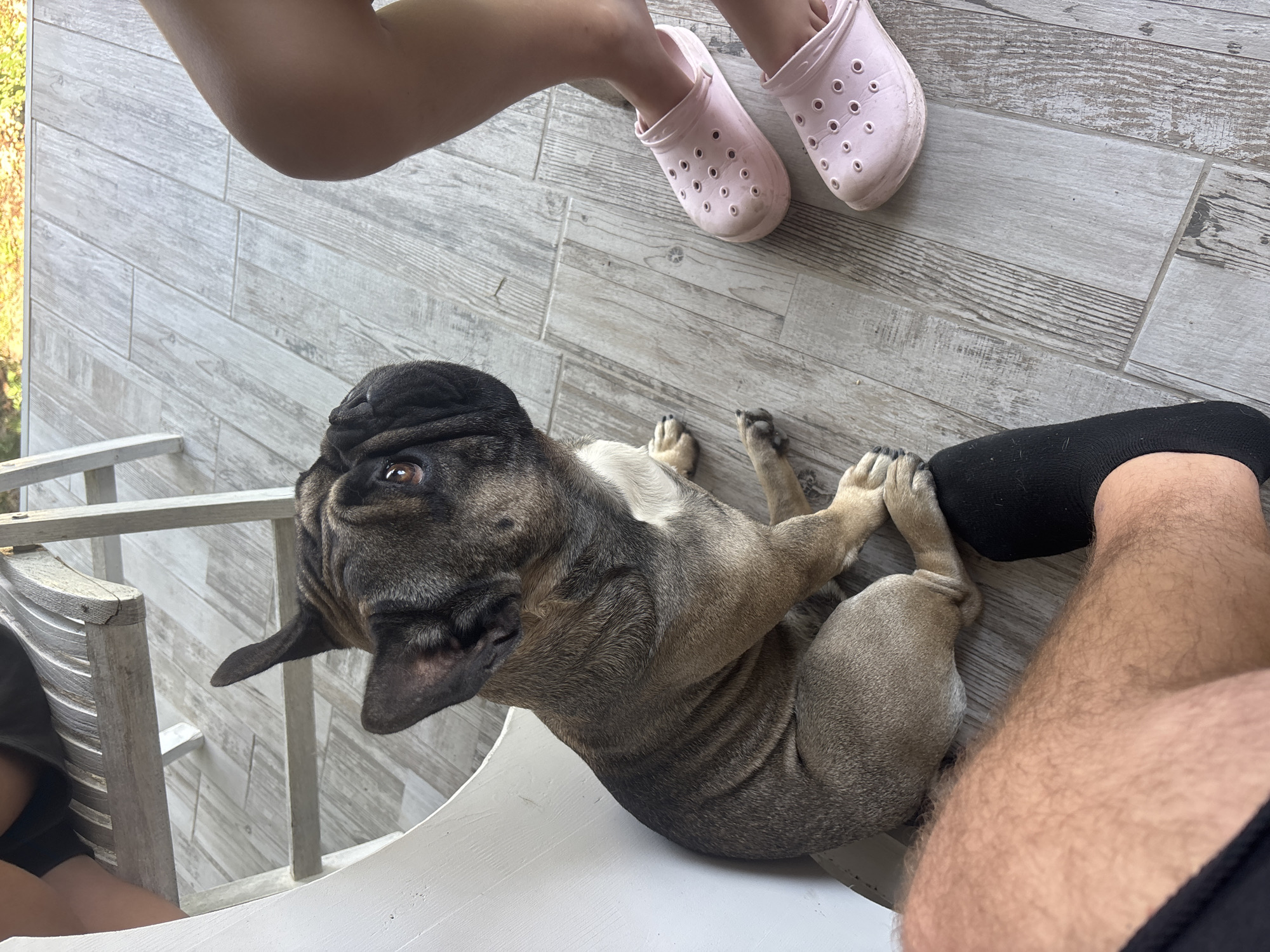 A fawn-colored French Bulldog sits on a light-colored wooden deck. The dog is facing to the right, with its head turned slightly upwards. Its front paws are resting on the deck, and its hind legs are tucked beneath it. In the foreground, a person's bare leg and foot are visible, wearing a black sock. To the right of the dog, another person's legs are visible, wearing pink Croc-style shoes. The background shows a wooden chair and the edge of a table. The overall scene suggests a casual outdoor setting, possibly a porch or patio. The location is not specified in the provided image or context.