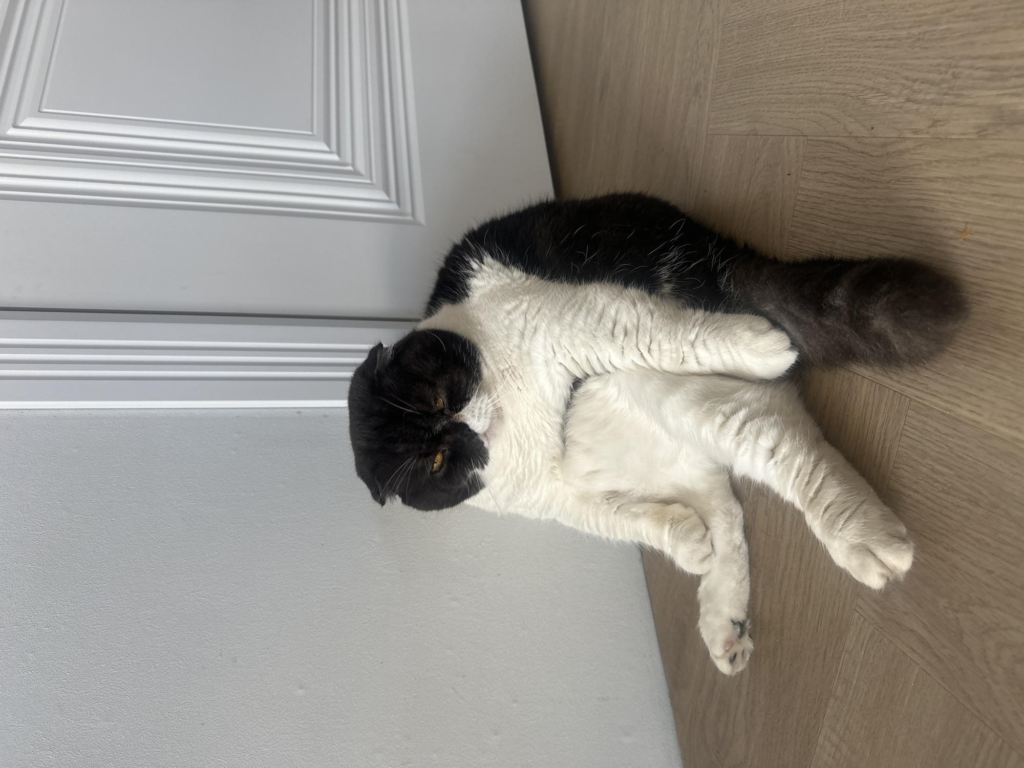 In an indoor setting, possibly a residence in Kharnavy, Russia, a black and white Scottish Fold cat is sitting on a wooden floor. The cat is positioned with its hind legs extended and its front paws resting on its belly. Its head is slightly tilted down, and its expression appears somber or tired. The cat's fur is predominantly white with large black markings on its head, back, and tail. The background consists of a light gray textured wall and a white door with paneling. The lighting suggests it is daytime, casting soft shadows. No people are visible in the frame.