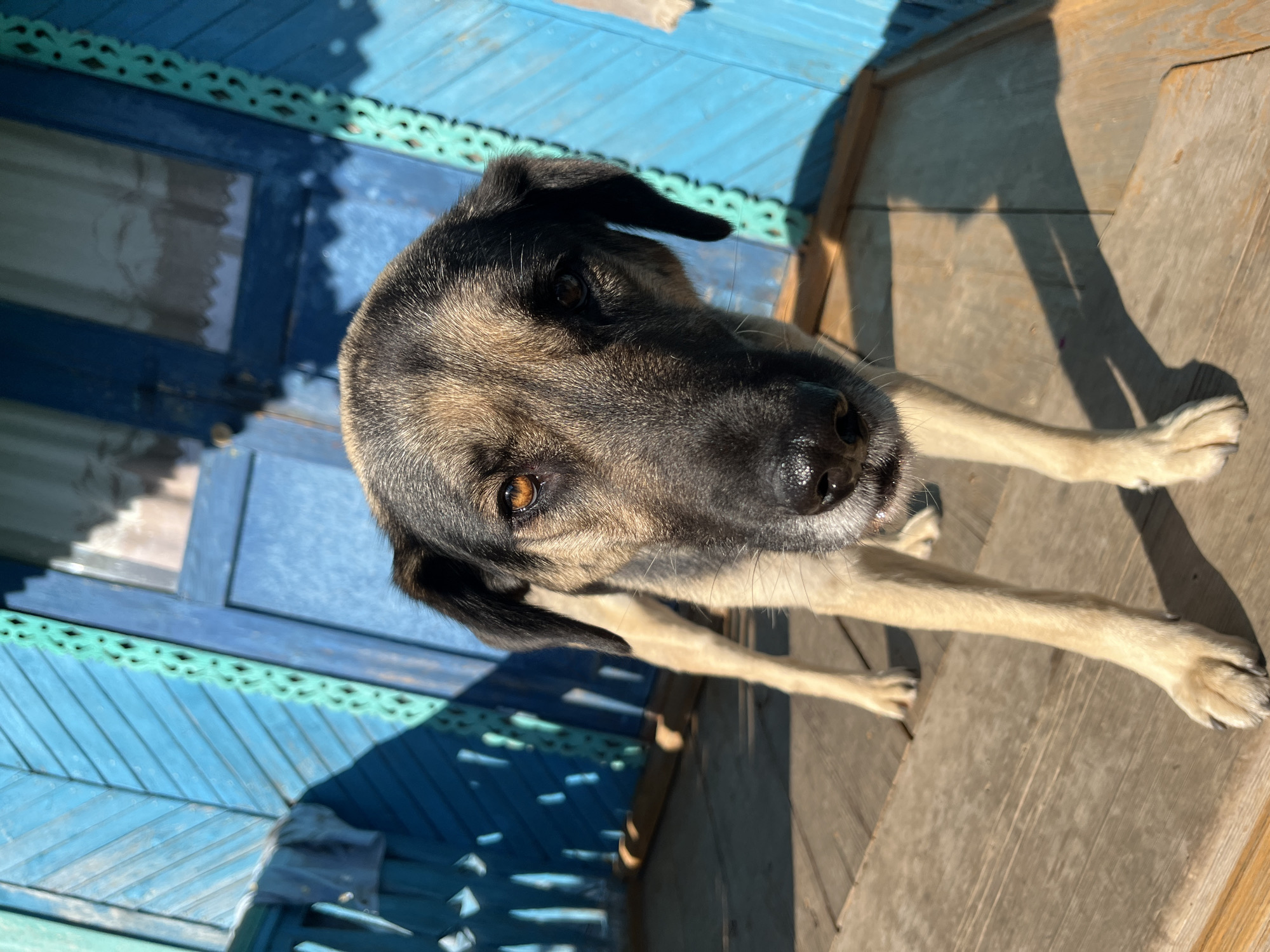 A medium shot captures a dog on a wooden porch. The dog, a mixed breed with a predominantly grey and black coat, looks directly at the camera with a curious expression. Its ears are dark and floppy, and its eyes are a warm brown. The dog's front legs are extended, resting on the wooden planks of the porch.
The background features a bright blue wooden structure, possibly a house or a fence, with decorative green trim along the top. Sunlight casts strong shadows on the wooden porch, indicating it is daytime, likely late morning or early afternoon. The shadows of the dog and the blue structure suggest a sunny and clear day. The overall scene conveys a sense of rustic simplicity and outdoor life.
The location is identified as Nizhny Tagil, Russia, hinting at a potentially cooler climate, though the bright sun suggests a pleasant day. No text is visible in the image. The dog appears calm and relaxed, enjoying the sunshine.