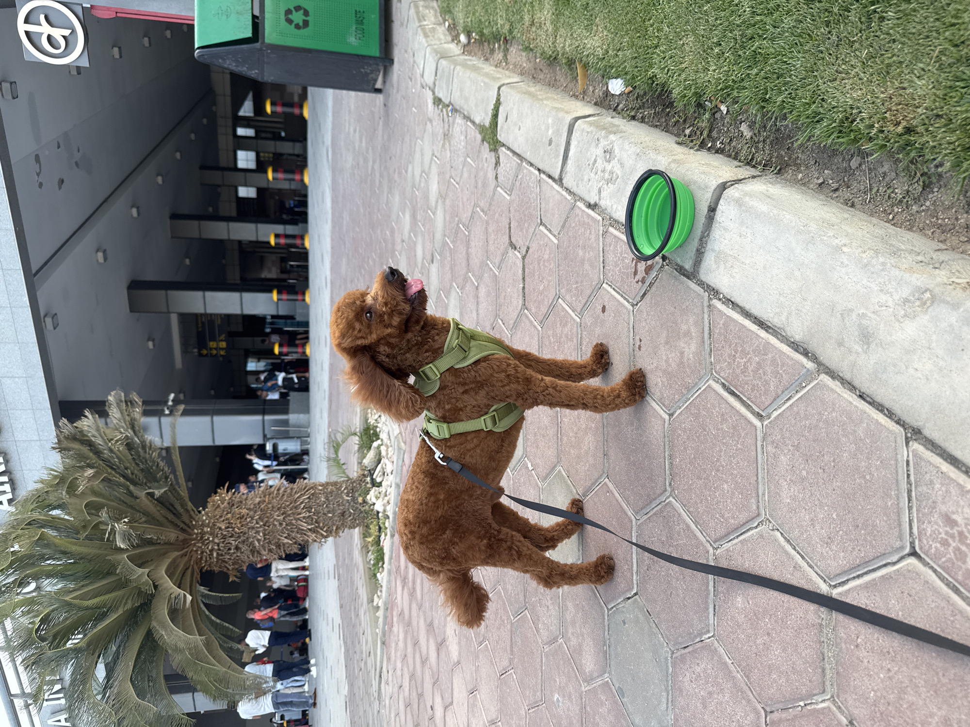 A medium-sized, brown poodle with a green harness and black leash stands on a red brick sidewalk next to a folded, green collapsible bowl. The dog's tongue is visible. Behind the dog, there is a patch of green grass. A building with glass doors and windows stands in the background, along with a green recycling bin. A short palm tree is on the left. The exact location in the city of Unknown, Unknown is not discernible from the information available in the image. People are walking in front of the building, but their faces are not clear.