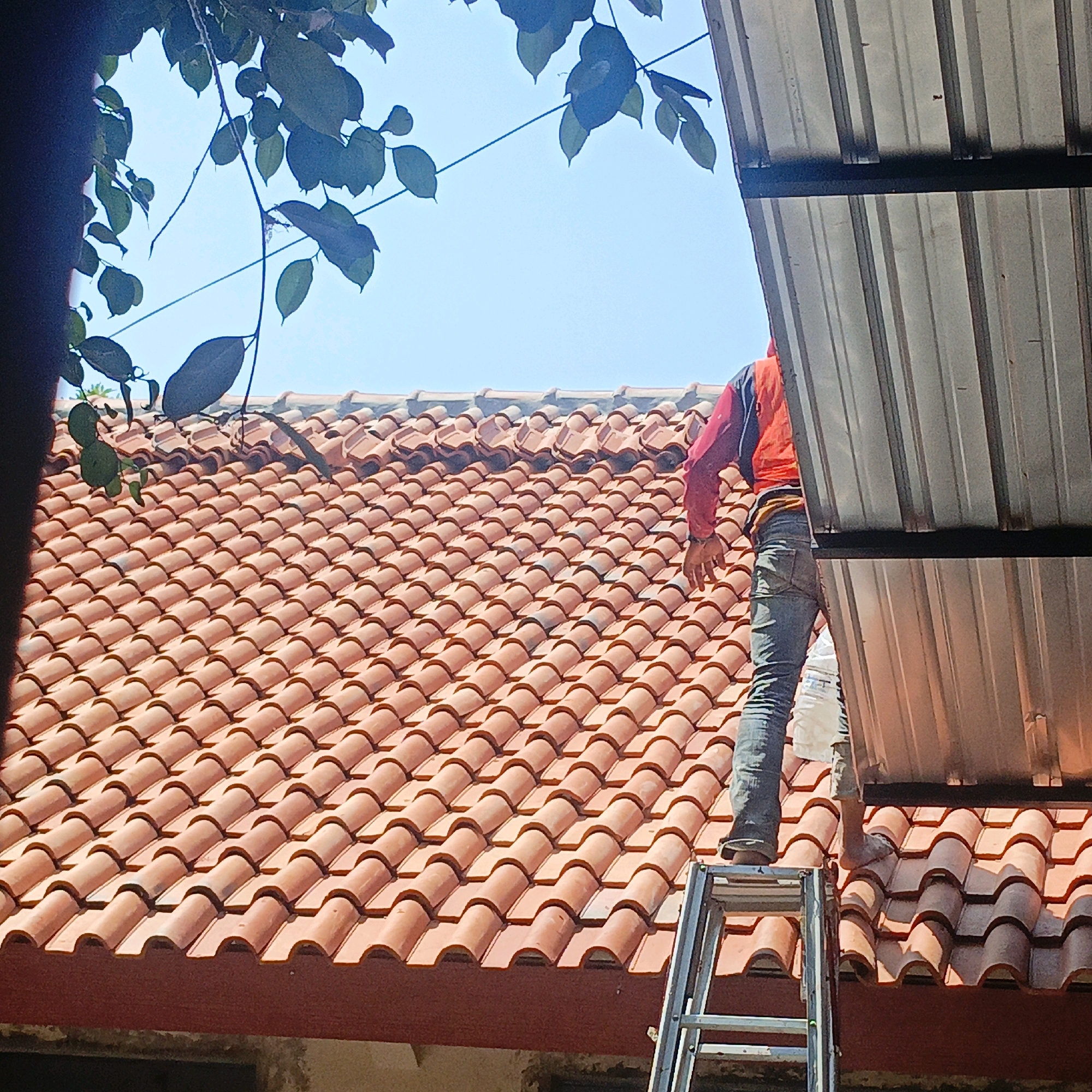 The image depicts a person on a ladder, working on a tiled roof under a clear sky. The roof is covered with traditional curved terracotta tiles, and the person is wearing a red and blue long-sleeved shirt and jeans. They appear to be in the process of either installing or repairing a section of metal roofing that is partially visible at the top right of the frame. The scene is set outdoors, with green foliage from a nearby tree visible in the upper left corner. The lighting suggests it is daytime. The general context implies construction or maintenance work on a residential or commercial building in Salatiga, Indonesia, given the architectural style of the roof.