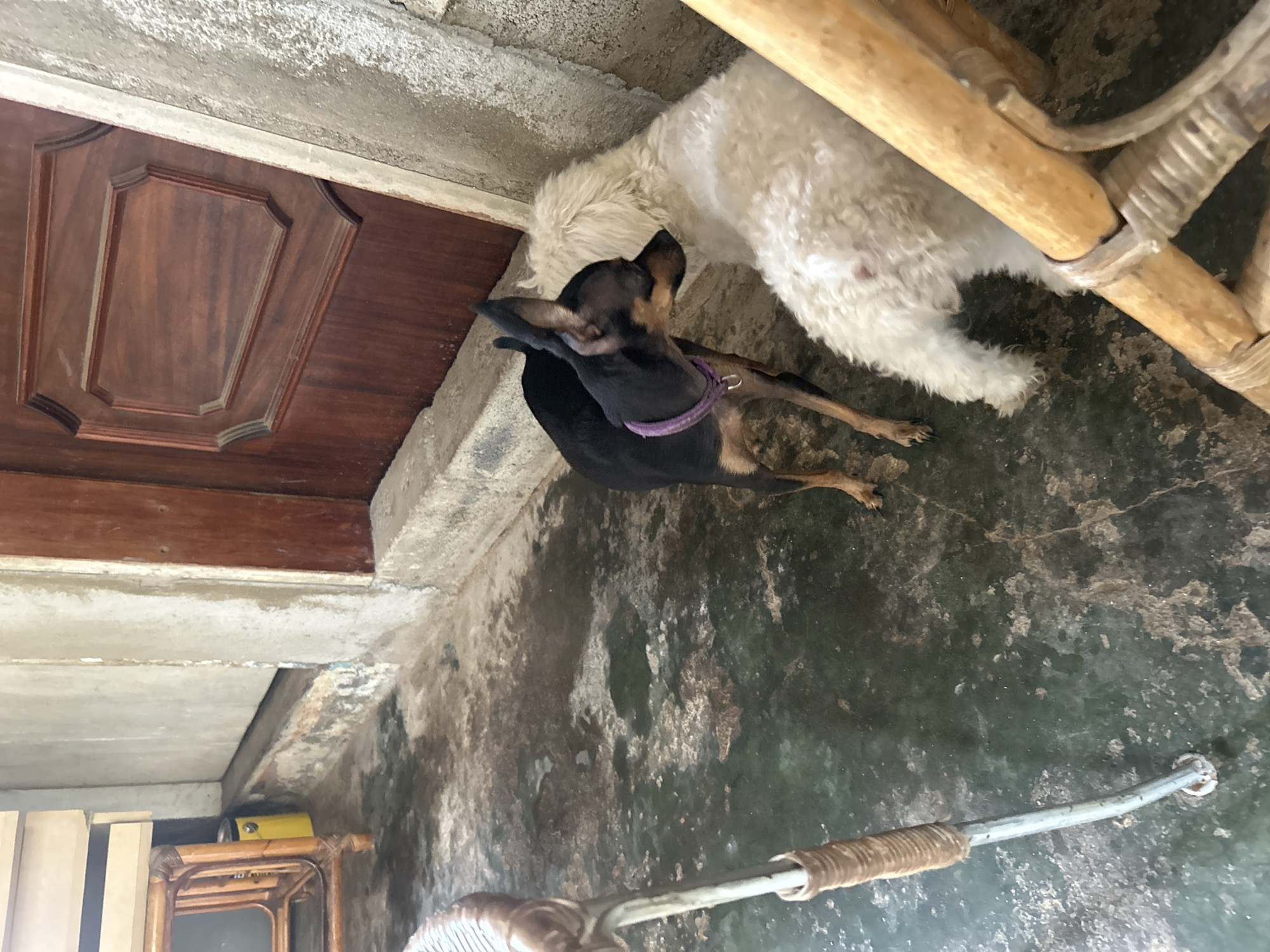 Two dogs, one small and black with pointed ears wearing a purple collar, and another larger, shaggy white dog, are positioned in front of a dark wooden door with a decorative panel. The dogs are facing each other and appear to be interacting. The ground beneath them is a dark, mottled surface, possibly concrete, with patches of dampness or staining. In the background, a portion of a wall made of rough-textured concrete is visible. To the left, a piece of furniture with a woven texture and a yellow bucket are partially visible. The scene appears to be outdoors, possibly in an alcove or covered area, given the presence of the door and the concrete flooring. The location is identified as Juan Griego, Venezuela.