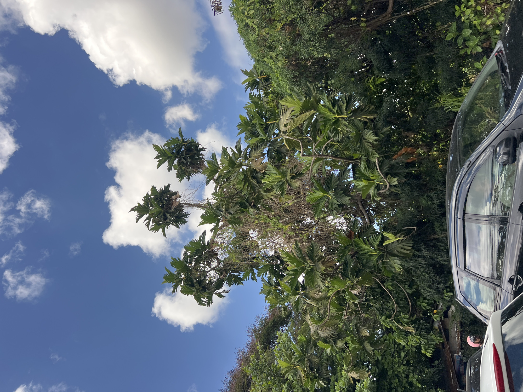 In Denpasar, Indonesia, under a bright blue sky dotted with fluffy white clouds, a large, leafy tree with distinctive broad leaves dominates the scene. The tree's branches reach upwards, some bearing clusters of lighter green foliage. Vines and thinner branches hang from the larger limbs, adding to the lush, untamed look of the vegetation. In the foreground, the top of a black car is visible, its windows reflecting the sky. To the left, the rear of a white car is also partially in view, along with a portion of a pink helmet worn by a person whose face is obscured by the car's window. The setting appears to be a street scene, with the dense foliage suggesting a tropical environment.