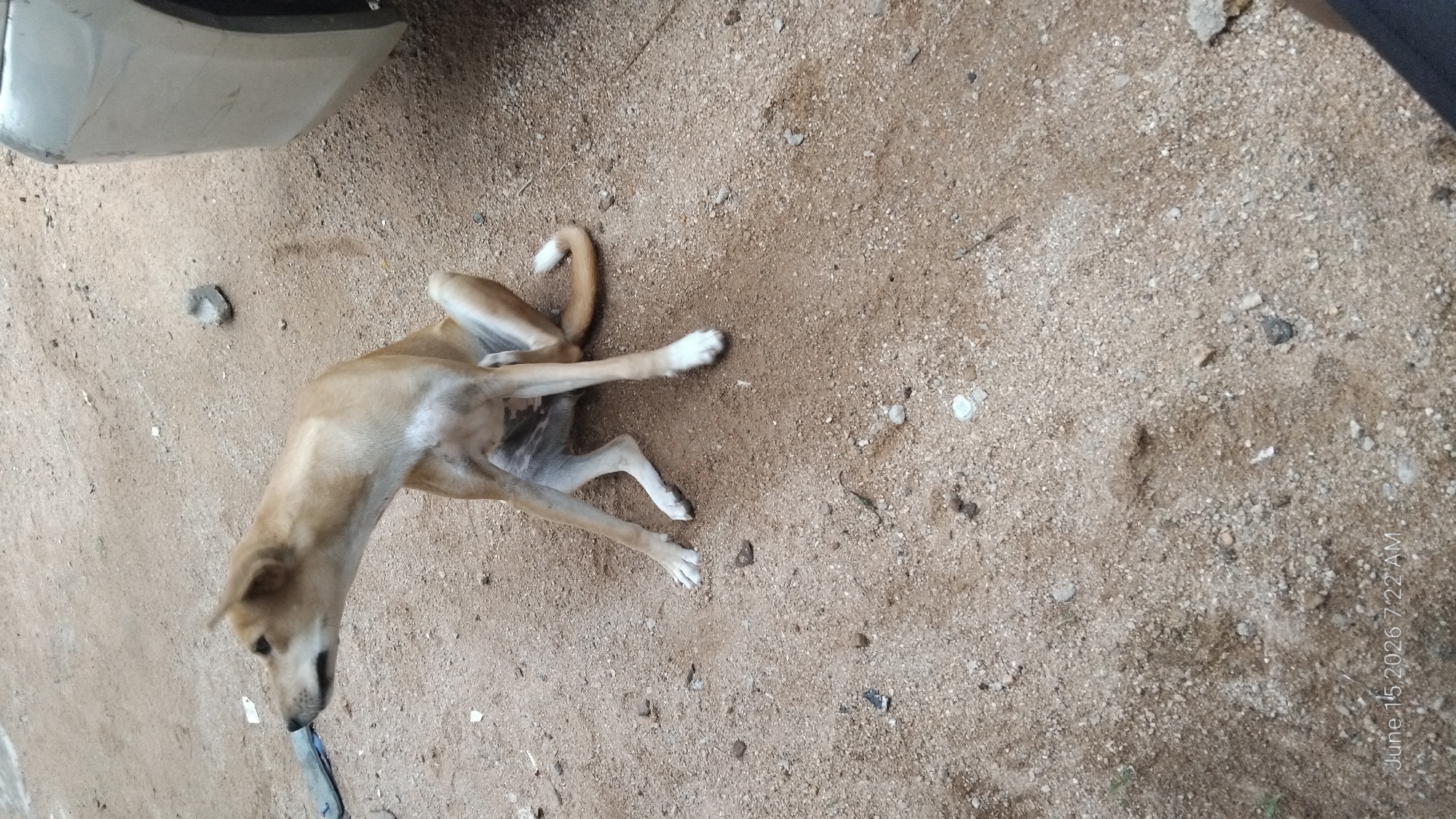 In Howayi, Nigeria, a tan dog sits on a dirt ground next to a vehicle. The dog is scratching its side with its hind leg. The ground is covered in small pebbles and dirt. A portion of a silver vehicle is visible on the right side of the image. The timestamp "June 15, 2026 7:22 AM" is visible in the bottom left corner of the image.