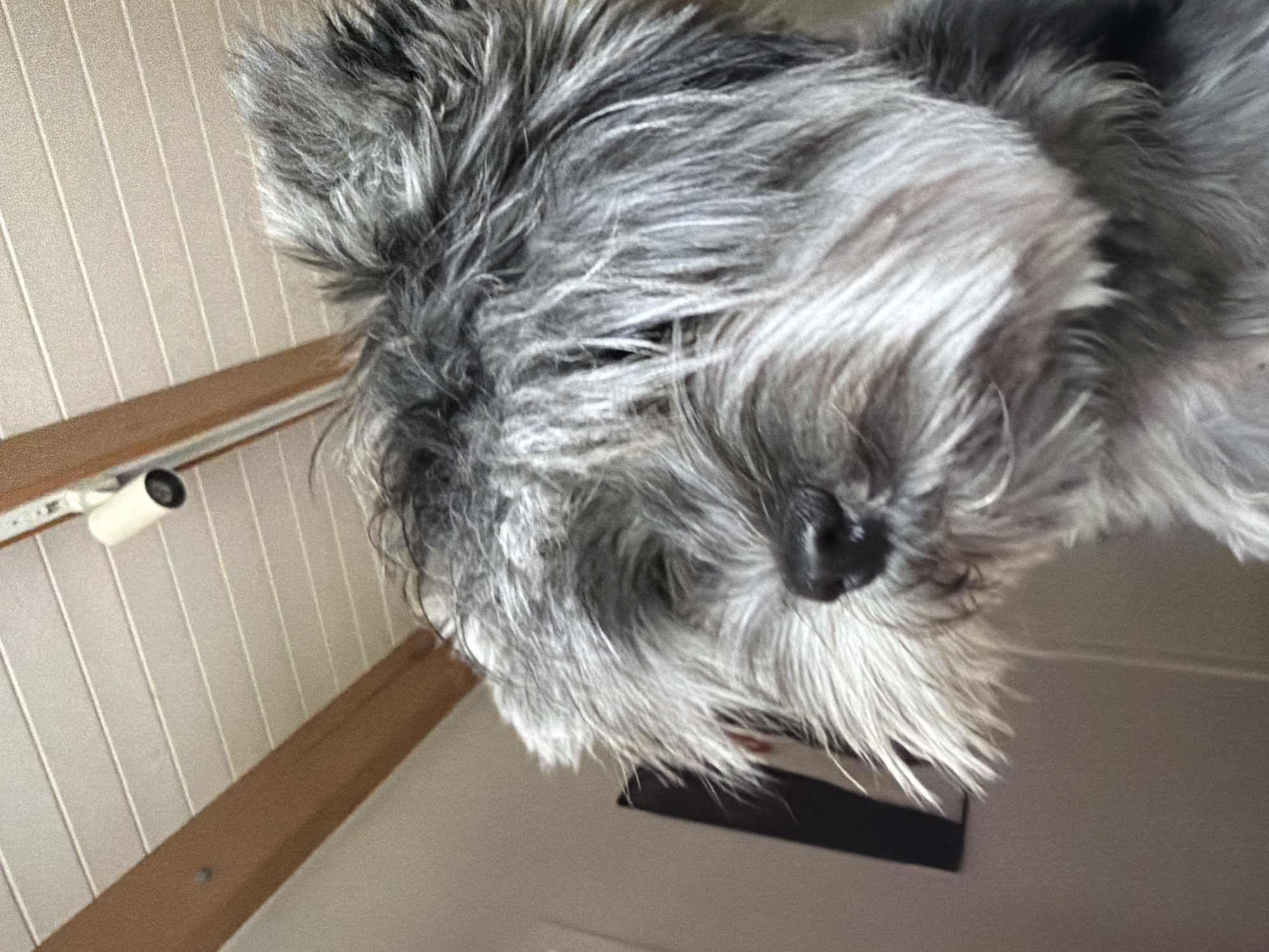 A close-up, low-angle shot captures a Schnauzer-type dog's head with gray and white fur, including its black nose and muzzle. The background shows a wall with vertical white panels and a wooden beam or trim running horizontally. A small cylindrical object, possibly a security camera, is mounted on the wall. The location information (Chaikovsky, Russia) is not directly discernible from the visual content.