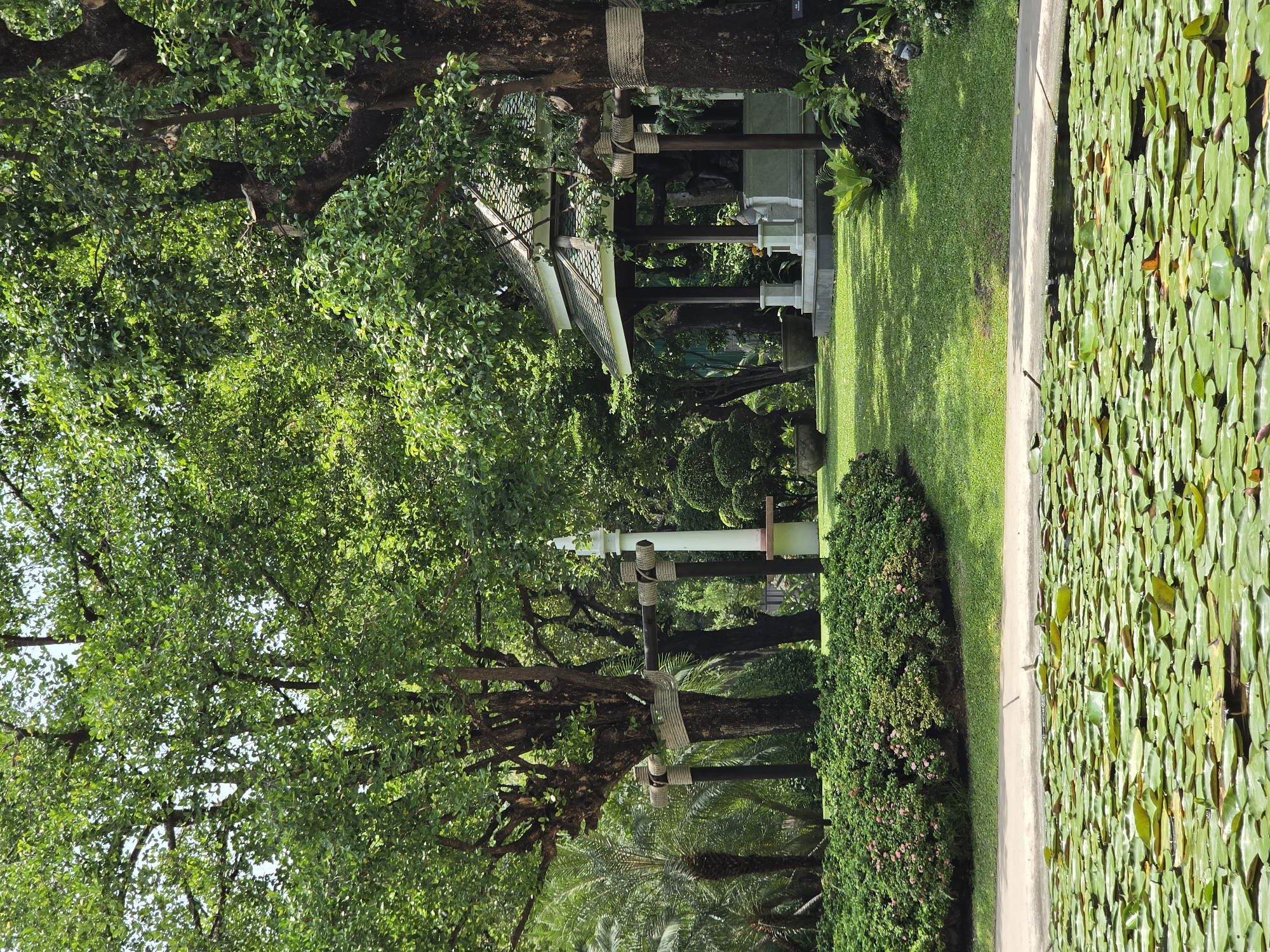 The image depicts a tranquil scene likely captured in a park or garden setting in Bangkok, Thailand. A pathway runs along the right edge, bordered by lush green grass and a pond covered densely with lily pads. The left side of the image is dominated by large, mature trees that are supported with woven rope bindings. A traditional Thai-style pavilion is visible in the midground, nestled among the foliage. The overall impression is one of serene greenery and traditional Thai architecture.