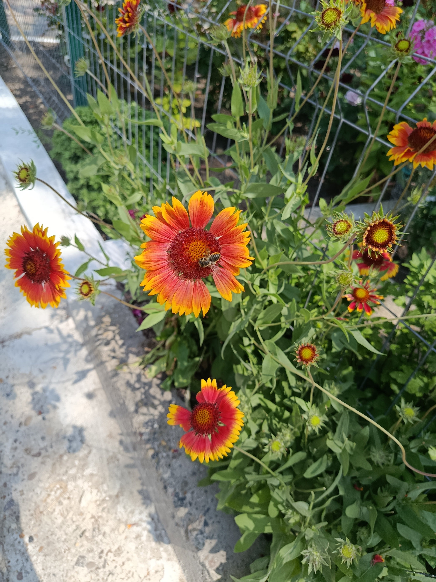 A bee is visible on a flower. The flower is red and yellow and has a dark center. The flower is in a garden with green leaves. There is a fence in the background. The image appears to be taken in Chișinău, Moldova.