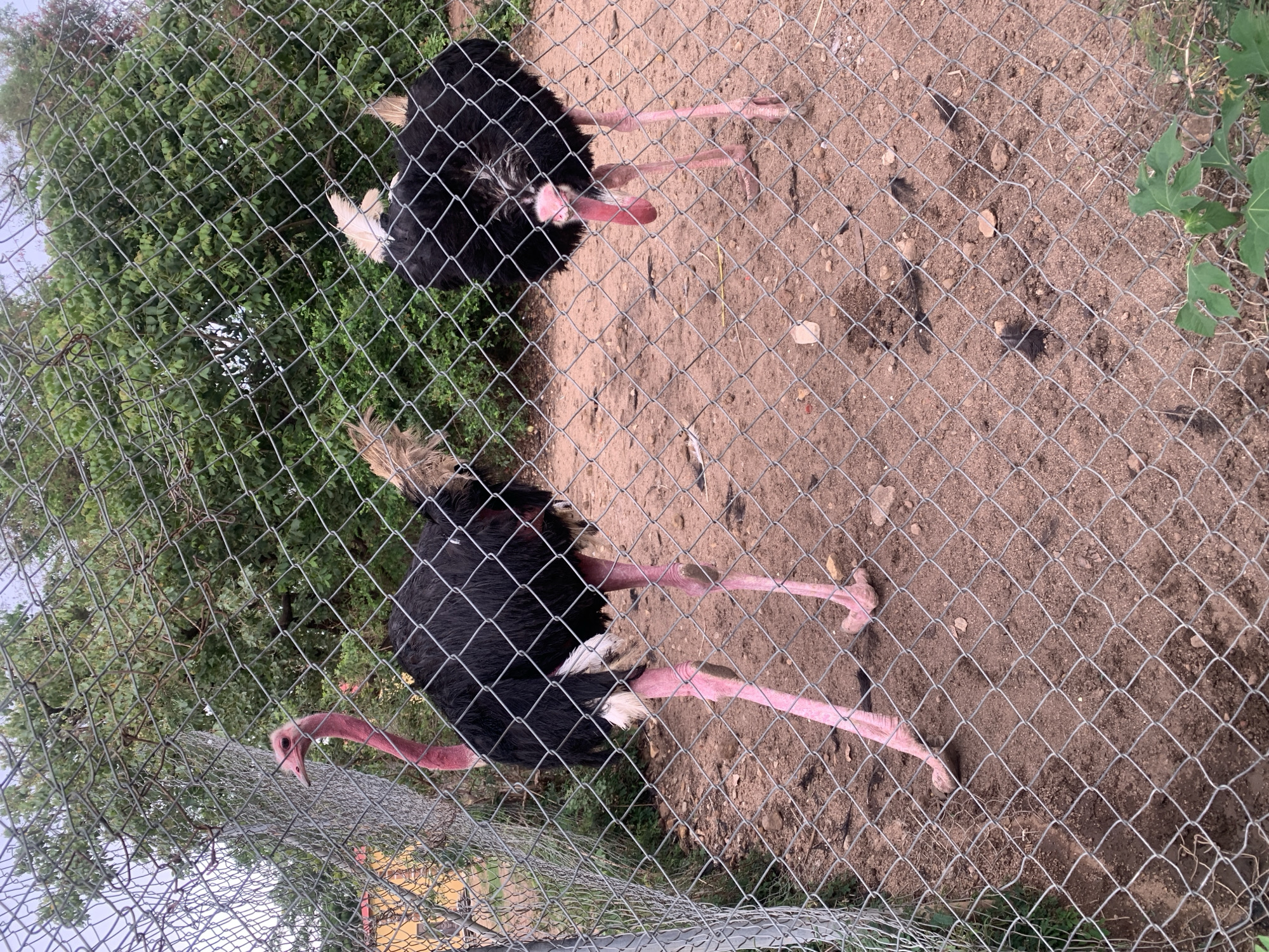 This image captures two ostriches in an outdoor enclosure, viewed through a prominent chain-link fence. The fence, forming a diamond grid pattern, covers the immediate foreground, slightly blurring the subjects behind it.
On the left side of the frame, a large ostrich stands with its long, slender pink neck extended upwards, its head turned slightly to the right. Its body is covered in black feathers, contrasted by noticeable white feathers on its tail. Its distinctive pink legs are visible on the sandy-brown ground.
Towards the right and slightly behind the first, a second ostrich is partially visible. It also has a black feathered body and a pinkish neck, which is lowered towards the ground, possibly indicating it is grazing or resting. Its pink legs are also seen on the enclosure floor.
The ground within the enclosure is a mix of light brown dirt and sand, with scattered small stones and sparse green vegetation, particularly along the perimeter. Beyond the fence and the enclosure, a dense background of green trees and bushes suggests a natural or park-like setting. The sky above is largely obscured but appears overcast or diffused, indicating daytime conditions without harsh sunlight. There is no visible text in the image.
