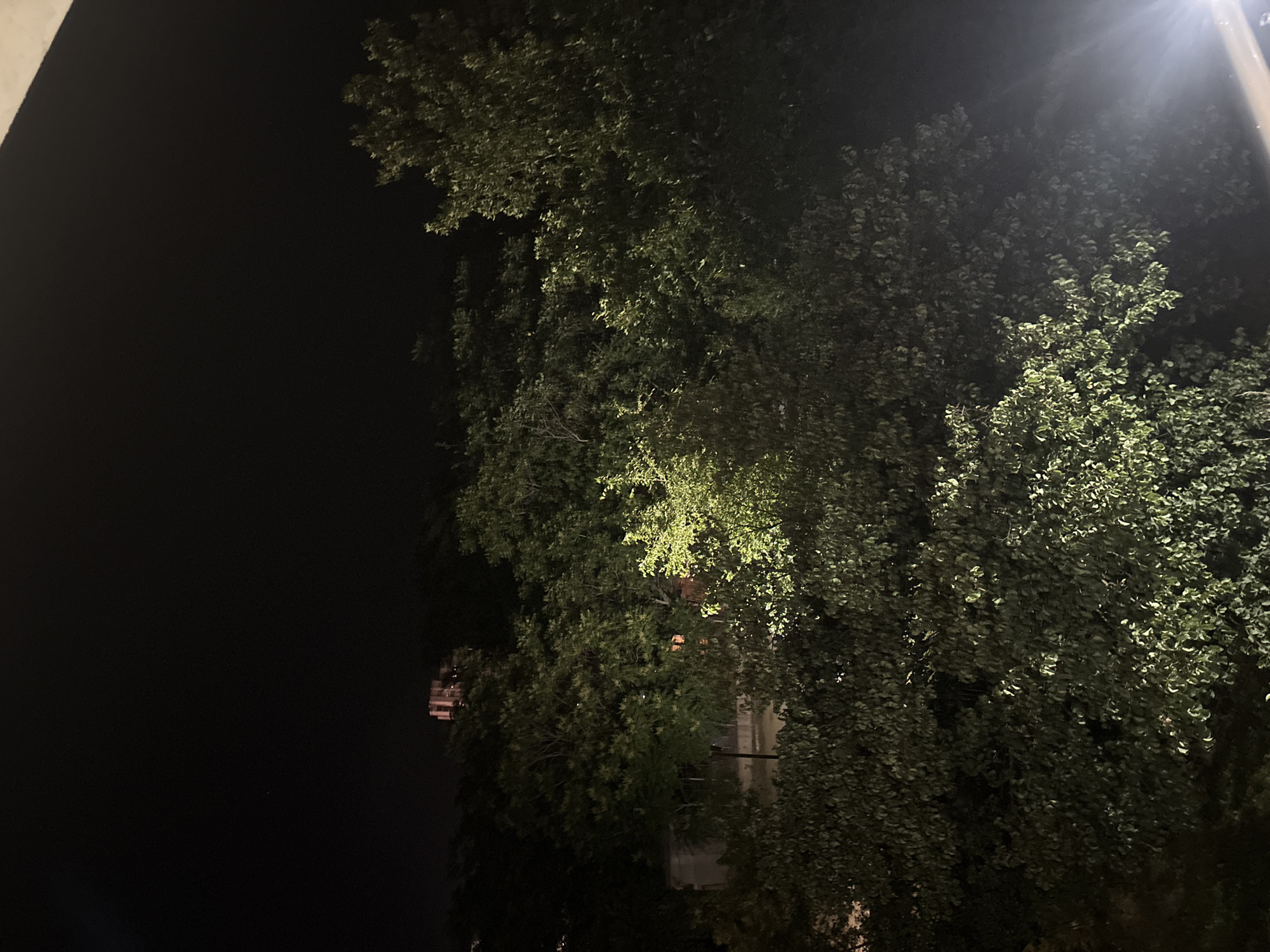 This image captures a nighttime urban landscape in the city of Ruse, Bulgaria, viewed from an elevated position, possibly a balcony or upper-story window. The scene is dominated by a dense canopy of deciduous trees, which fill the mid-ground and foreground. Parts of the foliage are artificially illuminated, with a bright light source evident in the lower right foreground casting a strong glow on nearby leaves, and another softer illumination originating from the mid-ground left.
In the distant background, a tall, multi-story building with a light pink or beige hue is discernible, standing against a uniformly dark, clear night sky. Closer to the foreground, partially obscured by the trees on the left side, a smaller, rectangular, light-colored structure can be seen. No human figures or discernible activity are present within the frame. The overall environment is dark, with artificial lighting accentuating specific elements of the dense tree cover and distant architecture.