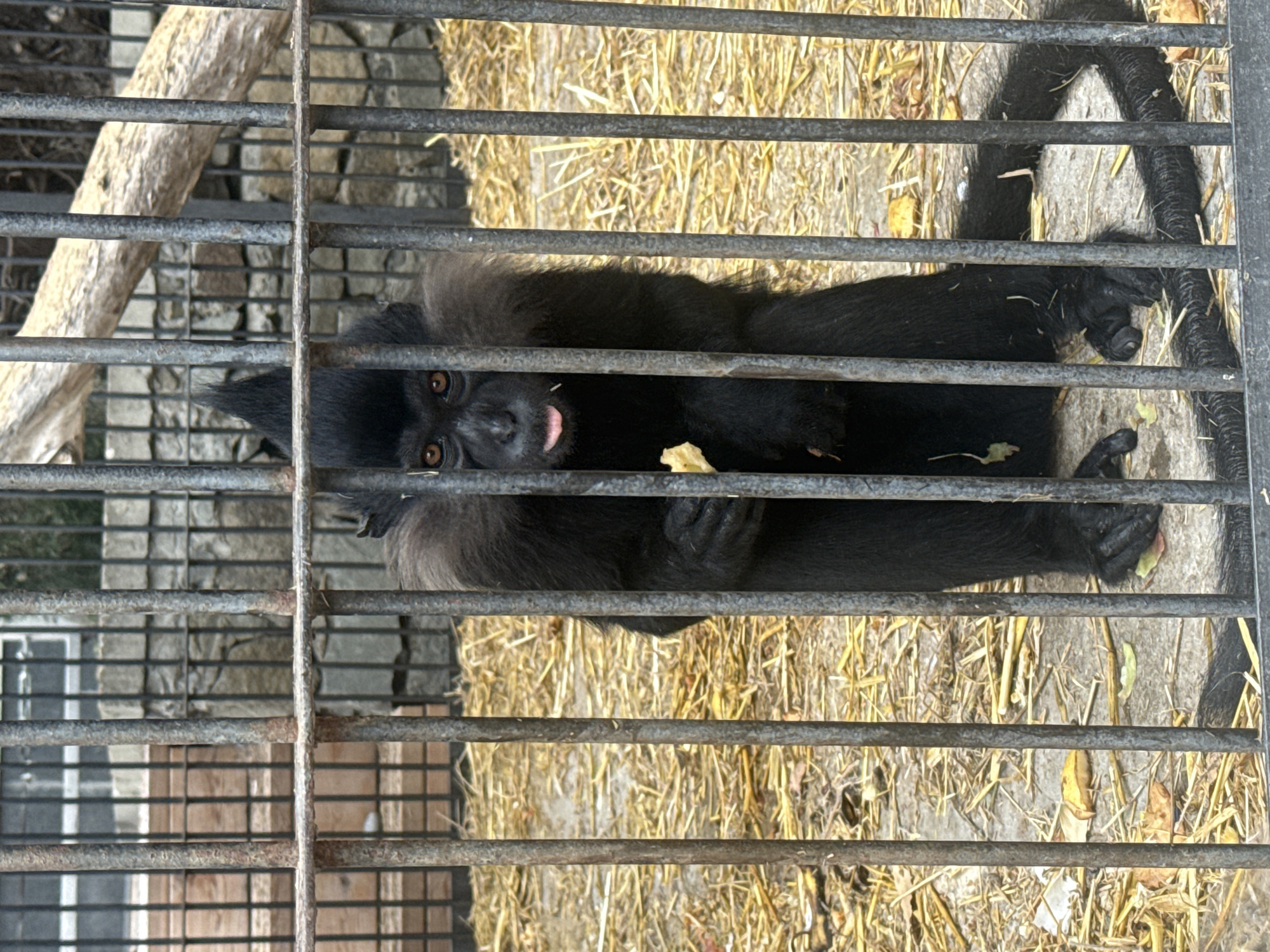 A black monkey with brown eyes and a pink tongue sticking out sits behind a metal cage in the city of Yalta, Ukraine. The monkey is holding a piece of food in its right hand and is looking towards the camera. The cage is made of vertical metal bars, and the ground inside the cage is covered with straw. In the background, there is a wooden fence and some rocks.