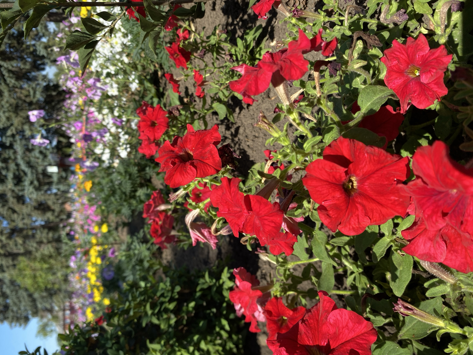 This is a close-up, eye-level, outdoor, daytime photograph of a flowerbed filled with red petunias in the foreground. The flowers are in various stages of bloom, with some fully open and others in bud. The petals are a vibrant red, and the centers of the open flowers reveal a lighter yellow or green hue. Green leaves and stems are interspersed among the blooms.
In the background, the flowerbed extends further, showcasing a variety of other flowers in different colors, including yellow, pink, purple, and white. These flowers are softer in focus, creating a blurred backdrop. Behind the flowerbeds, tall, dark green evergreen trees are visible, their branches casting shadows on the scene. The sky is a bright, clear blue, suggesting a sunny day. The ground beneath the flowers appears to be dark soil.
The photograph was taken in a public park or garden setting, likely in the city of Kushchovskaya, Russia, given the context provided. There are no people or animals visible in the image. The composition focuses on the texture and color of the flowers, with a shallow depth of field that blurs the background and draws attention to the foreground subjects. The lighting indicates natural sunlight, creating highlights and shadows on the petals and leaves.