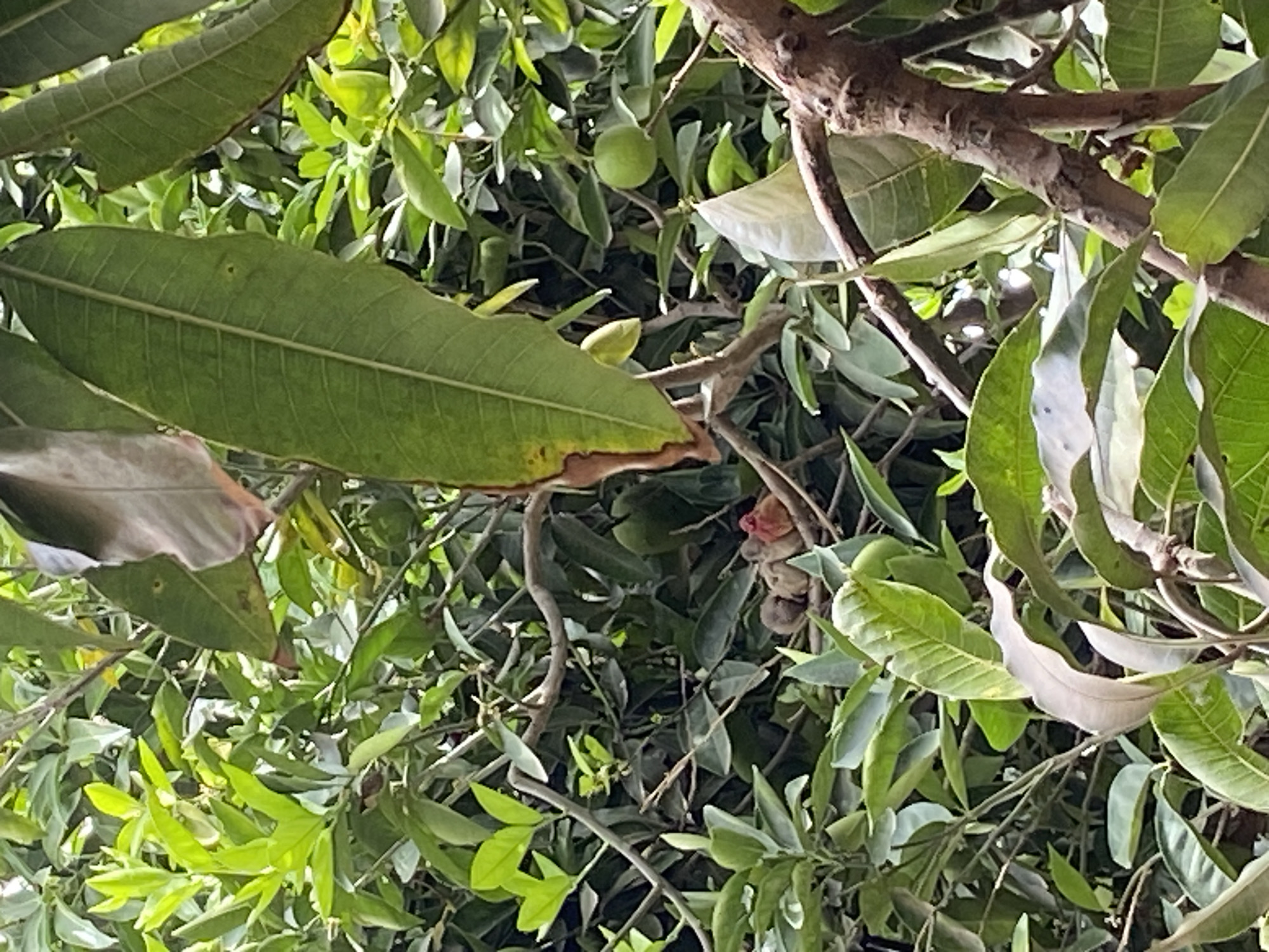 The image presents a close-up view of a mango tree. The scene is characterized by abundant green leaves, with some leaves displaying brown edges. Several mangoes are visible, one still green and unripe. Tree branches intertwine throughout the frame. It's likely located in Jos, Nigeria. The image focuses on the tree's foliage and fruit, with no people or specific interactions visible.