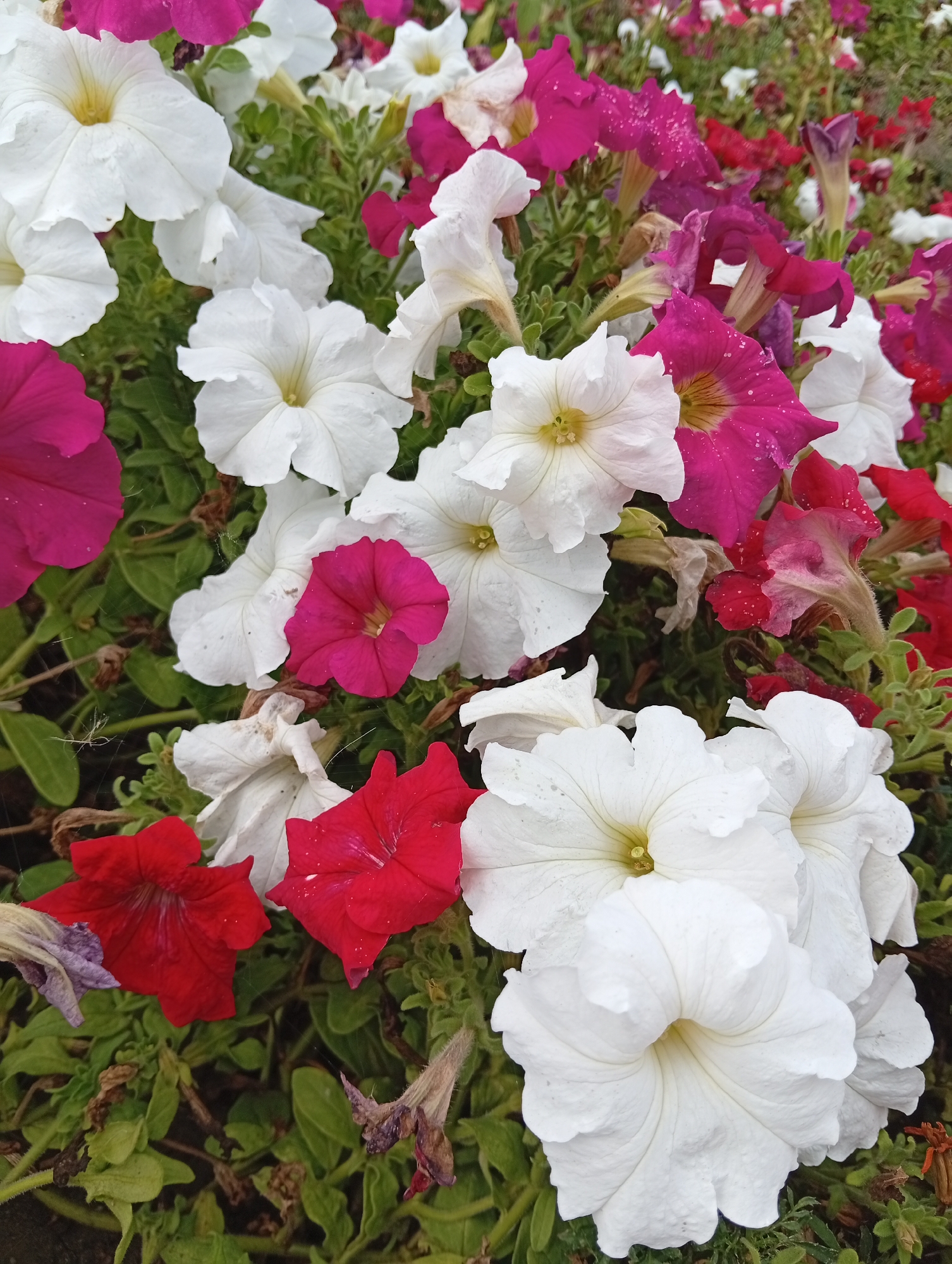 This is a close-up, top-down shot of a flowerbed filled with petunias in bloom. The petunias are a mix of vibrant colors including white, deep pink, and red, with some blooms showing water droplets. The flowers are densely packed together, with green foliage visible beneath them. Some of the flowers appear to be slightly wilted or past their prime, with dried petals and seed pods visible in the background. The image appears to have been taken outdoors. The location is specified as Заречный ауылдық округі, Kazakhstan. There are no people or animals visible in the image.