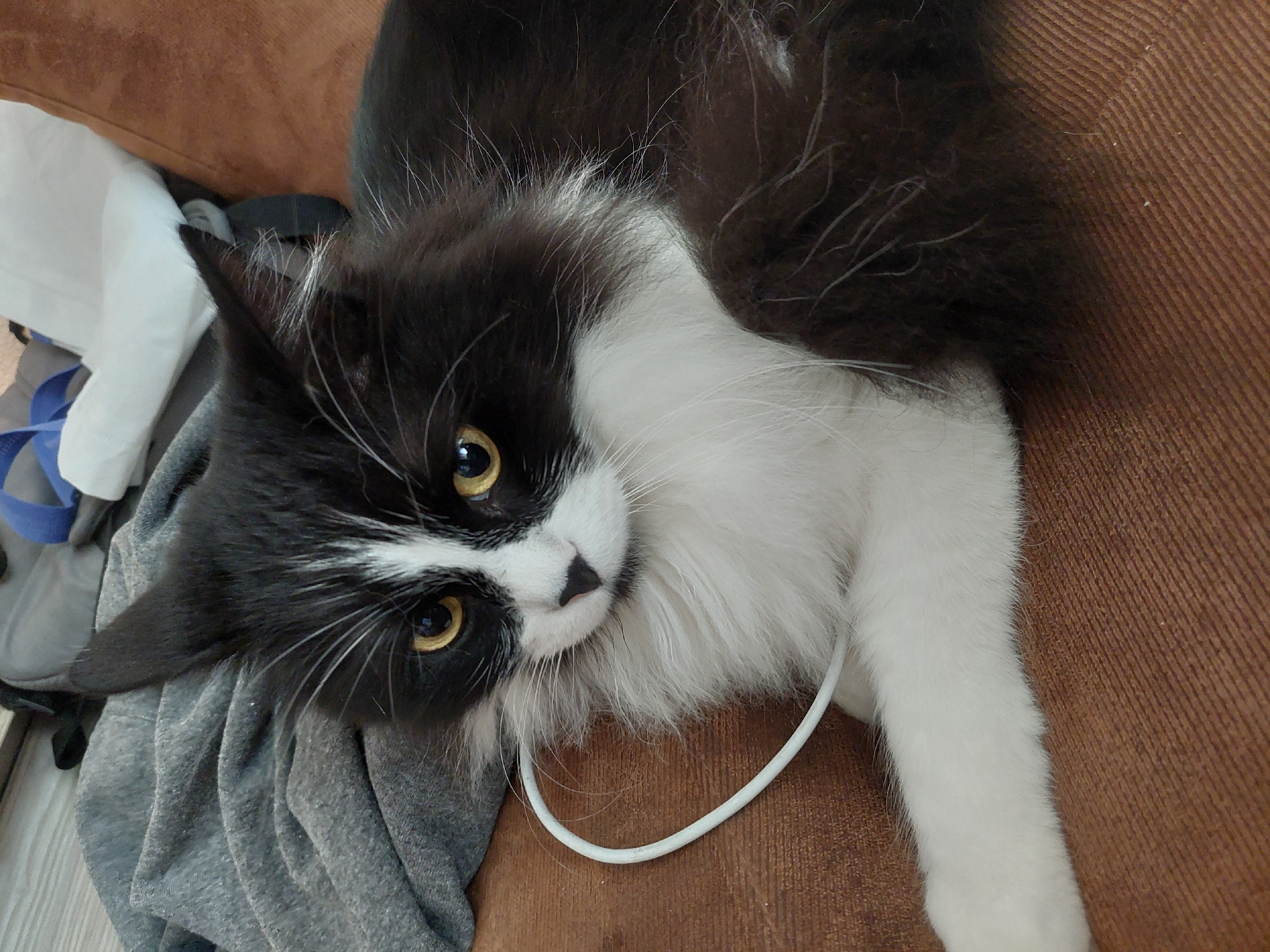 A black and white cat is lying on a brown surface. The cat's head is angled towards the viewer, and it is looking at the camera with yellow eyes. The cat's fur is long and fluffy, and it has a black spot on its nose. A white cable is draped around its neck. The brown surface appears to be a sofa. To the left of the cat, there is a grey garment and some other items, including a white piece of clothing and a blue strap.
There is no information available in the image to indicate that this photograph was taken in the city of Plovdiv, Bulgaria.