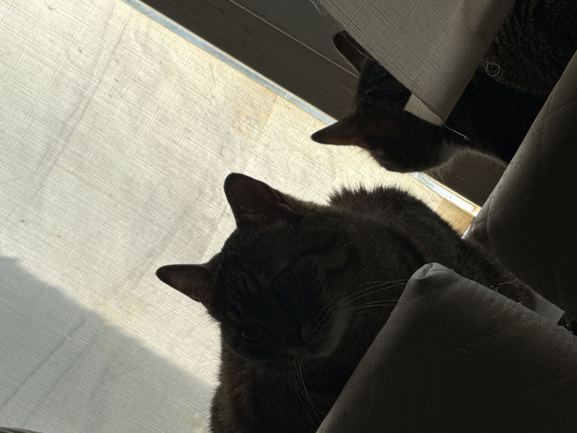 Two cats are visible in a low-angle shot from underneath a sheer white curtain that is backlit by sunlight, creating a silhouette effect. The cat in the foreground is dark brown with visible whiskers. It is lying on what appears to be a beige upholstered surface, possibly a couch or chair. Its head is slightly turned to the left, and its eyes are not clearly visible due to the shadow. Behind this cat, another cat is partially visible, with its head and ears showing. This cat is also dark-colored. The scene takes place indoors, near a window covered by the curtain. There is no information available about the location in Simferopol, Ukraine.