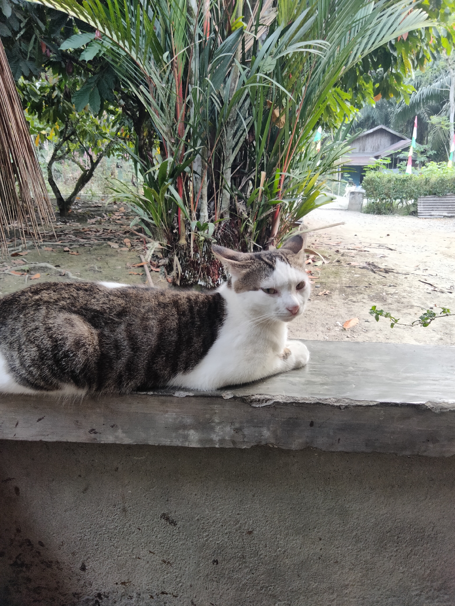 A brown and white tabby cat is lying on a concrete ledge in a yard. The cat is looking to the right. Behind the cat are several large green plants and trees. In the background, a small wooden house with a red and white flag in front of it is visible. The ground is dirt and scattered leaves.