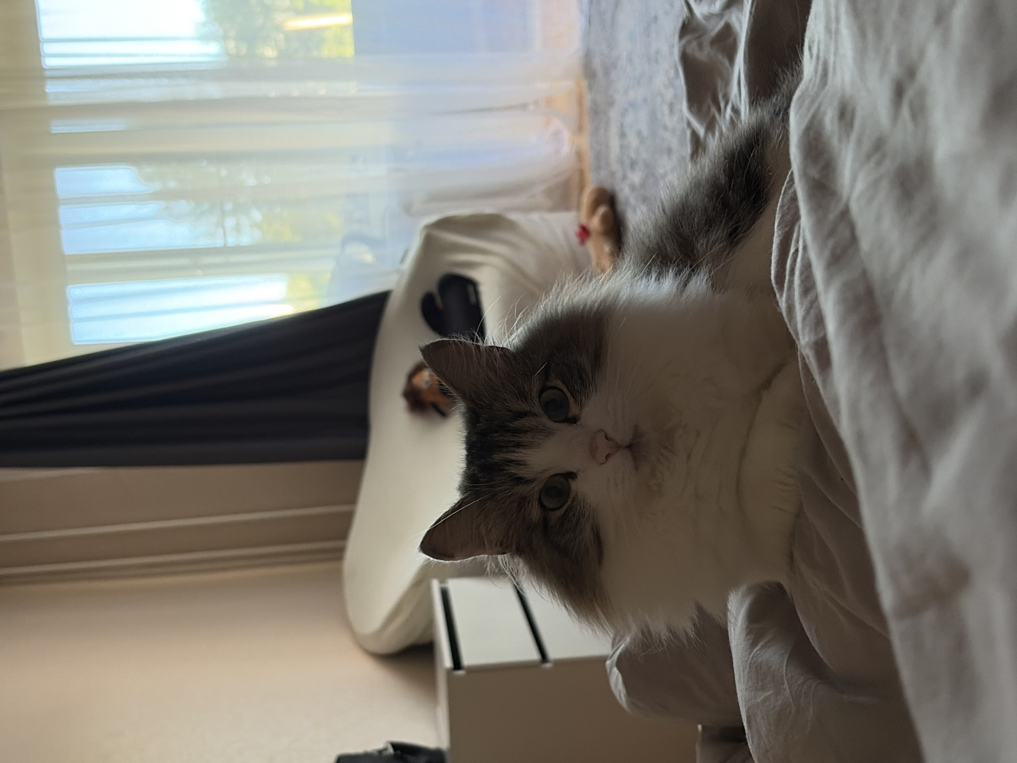 A fluffy, long-haired cat with white and gray fur is lying on a bed in a bedroom. The cat has green eyes and is looking directly at the camera. The bed is covered with light-colored bedding. In the background, there is a white dresser with drawers and a dark curtain. Beyond the curtain, a window shows a blurry view of trees and the sky. The room appears to be a domestic setting, possibly a bedroom, located in the city of Chaikovsky, Russia.