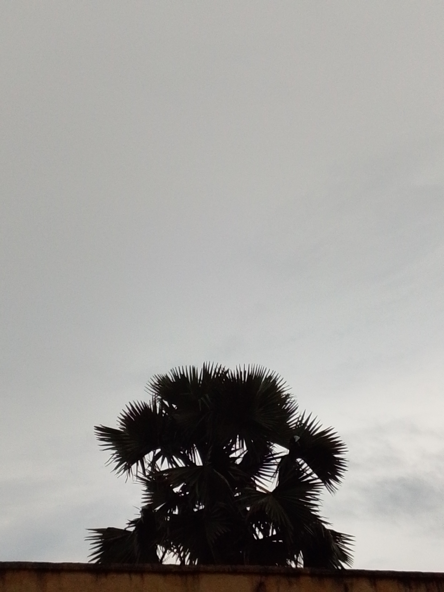 In the city of Serti, Nigeria, a silhouetted palm tree stands against a pale, overcast sky. The tree's fronds, dark and spiky, form a dense cluster at its top, with some fronds extending outward like sharp rays. Below the tree, a portion of a textured, earthen-colored wall is visible, running horizontally across the lower part of the frame. The overall impression is one of a peaceful, slightly somber scene, with the muted tones of the sky and the stark silhouette of the tree dominating the composition.