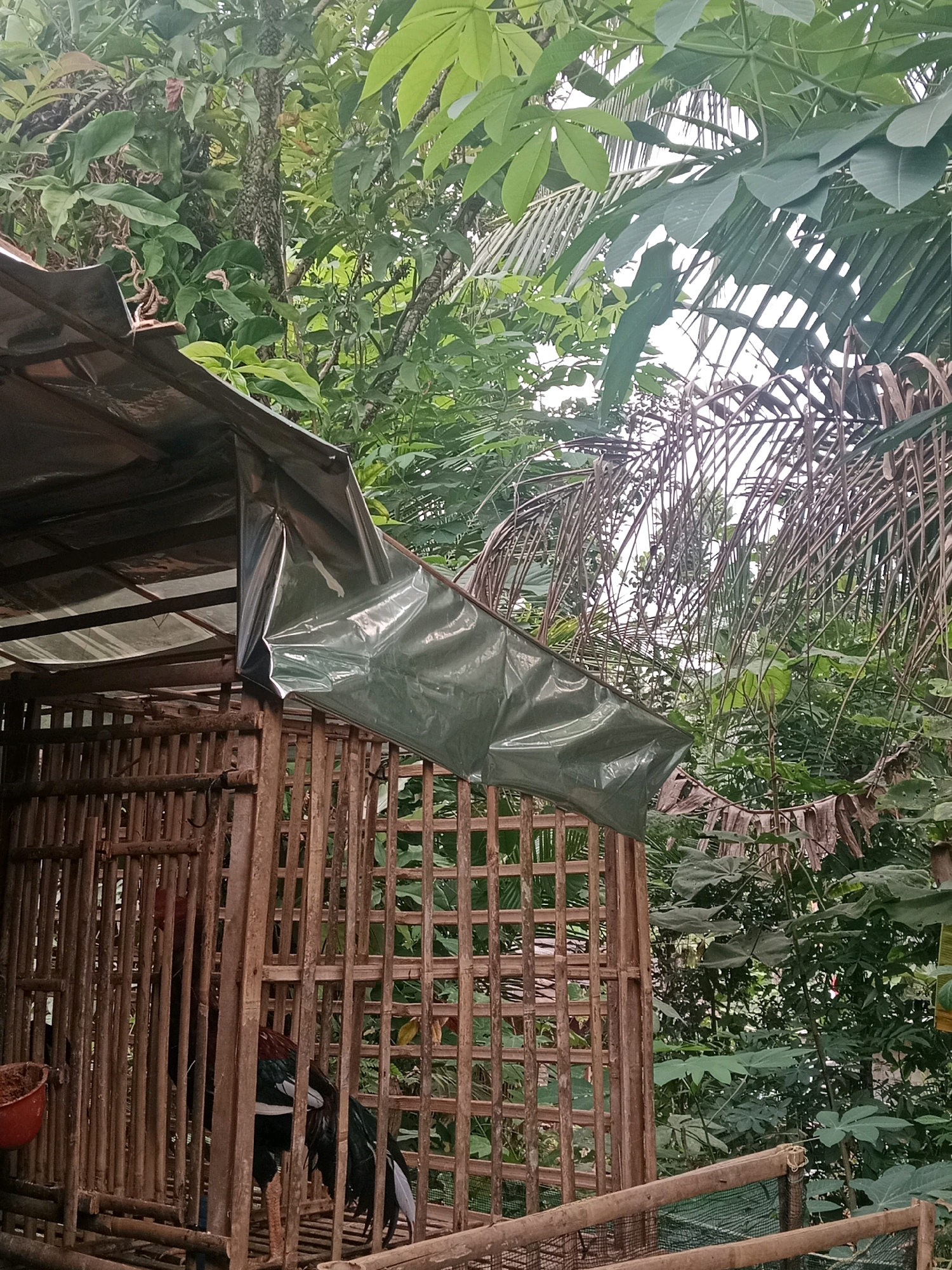 A rooster is enclosed within a rustic bamboo cage in Kramat, Indonesia. The cage is partially covered by a weathered green tarp, suggesting it is outdoors. Lush green foliage surrounds the structure, indicating a natural or rural setting. The rooster appears to be the sole occupant, with its head and upper body visible through the bamboo slats. The lighting suggests it is daytime.
