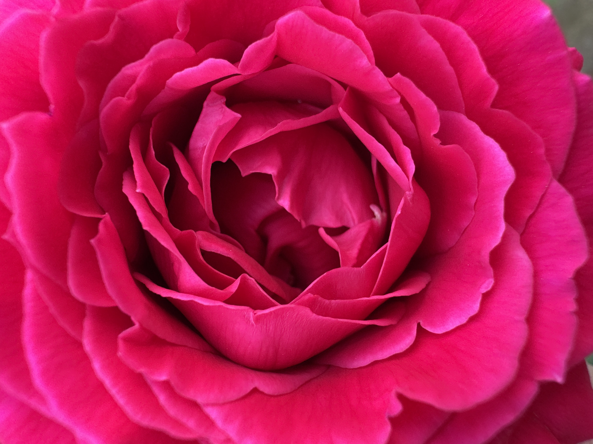 This media file is a close-up, macro photograph of a vibrant pink rose. The image focuses entirely on the intricate layers of the rose petals, showcasing their delicate texture and curved forms. The lighting highlights the deep fuchsia hues and the subtle gradations of color within the petals, creating a sense of depth and volume. The background is softly blurred, ensuring the rose is the sole subject. There is no discernible activity or event taking place, as the image is a static portrait of the flower. No text, time of day, weather, or specific location cues are visible, other than the provided context of Mikhaylovsk, Russia, which suggests the setting in which the photograph was taken. The overall impression is one of natural beauty and the detailed artistry of the flower.
