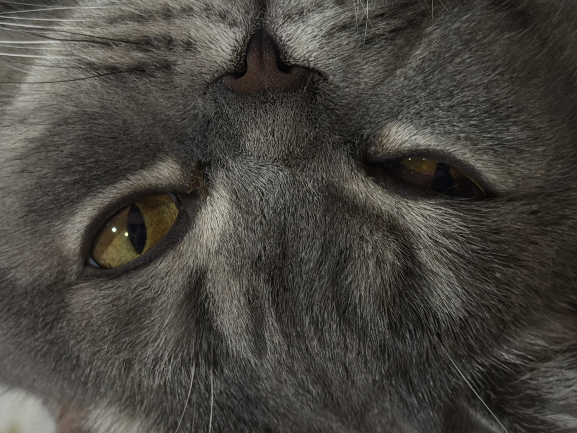 The image is a close-up of a gray cat's face, focusing on its eyes and nose. The cat has yellow eyes with distinct reflections of light. Its nose is pinkish-brown. The fur surrounding the eyes and nose is a mix of gray and white. There is no indication of the image being in Perm, Russia.