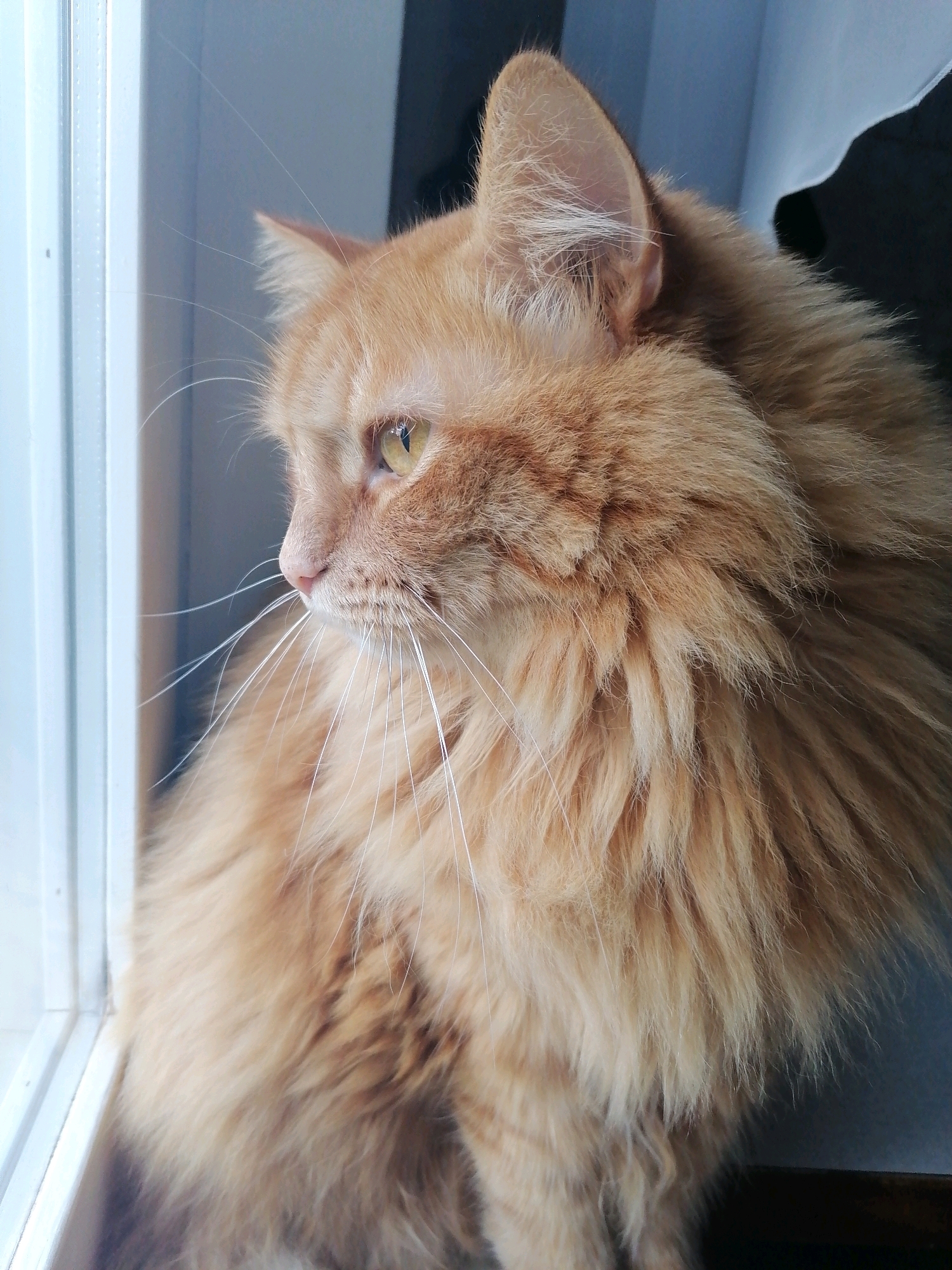 An orange tabby cat with long fur sits by a window, looking out. The cat's fur is a mix of light and dark orange, and its eyes are yellow. The window frame is white, and the background is a soft blue. The scene appears to be indoors, with a hint of natural light coming from the window. There is no indication of the location being Mahilyow, Belarus or any other specific city.