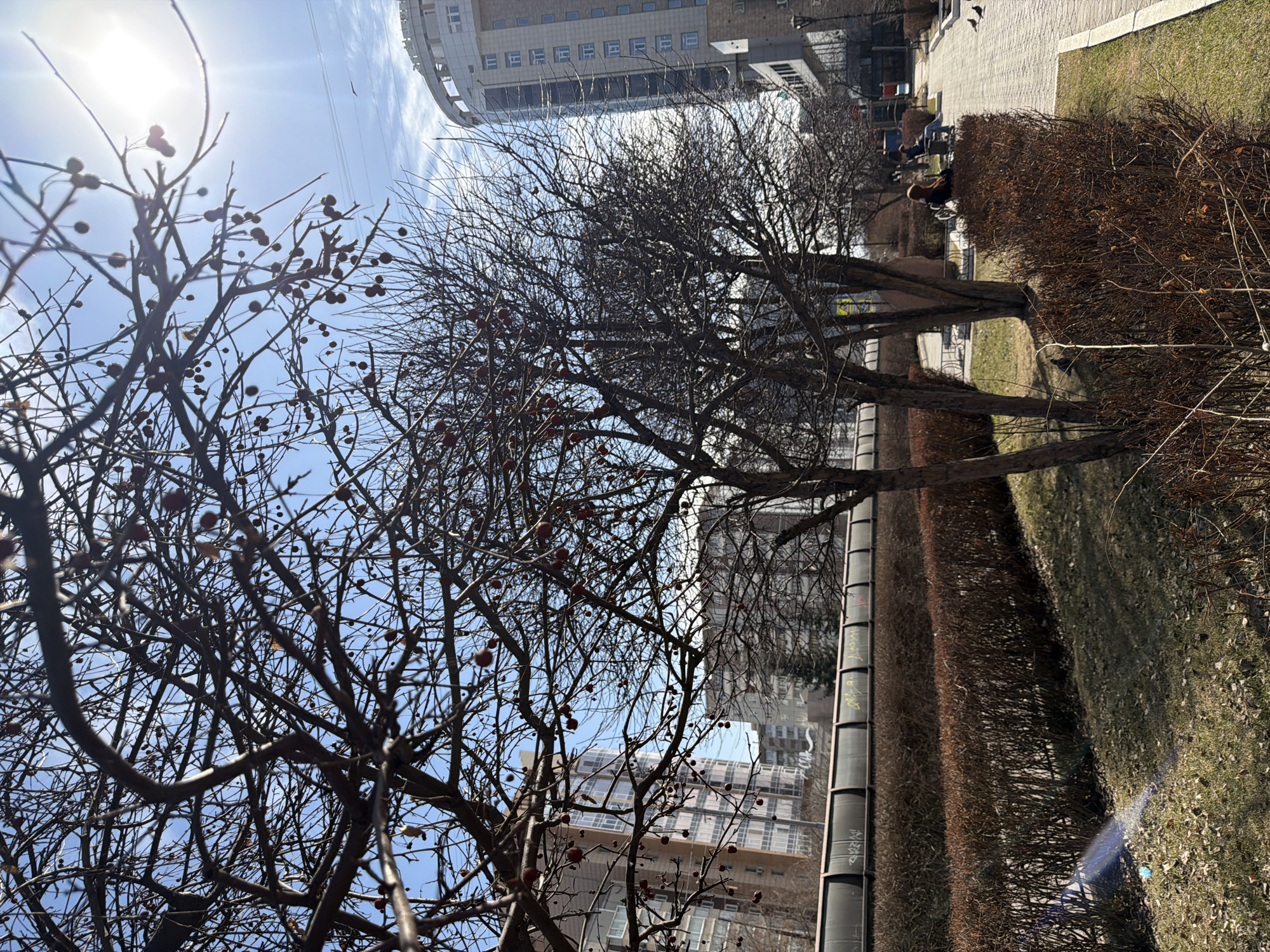 The image shows a cityscape scene in Krasnoyarsk, Russia. In the foreground, bare tree branches are visible against a bright, sunny sky with thin clouds. Some of the branches have small, round berries. Behind the trees is a partially obscured view of modern buildings, including one with a rounded structure at the top. Along the ground, there is a trimmed brown hedge and some grass with fallen leaves. A row of metal structures or pipes runs parallel to the hedge. In the distance, people are sitting on benches. The scene is bathed in sunlight, creating strong shadows.