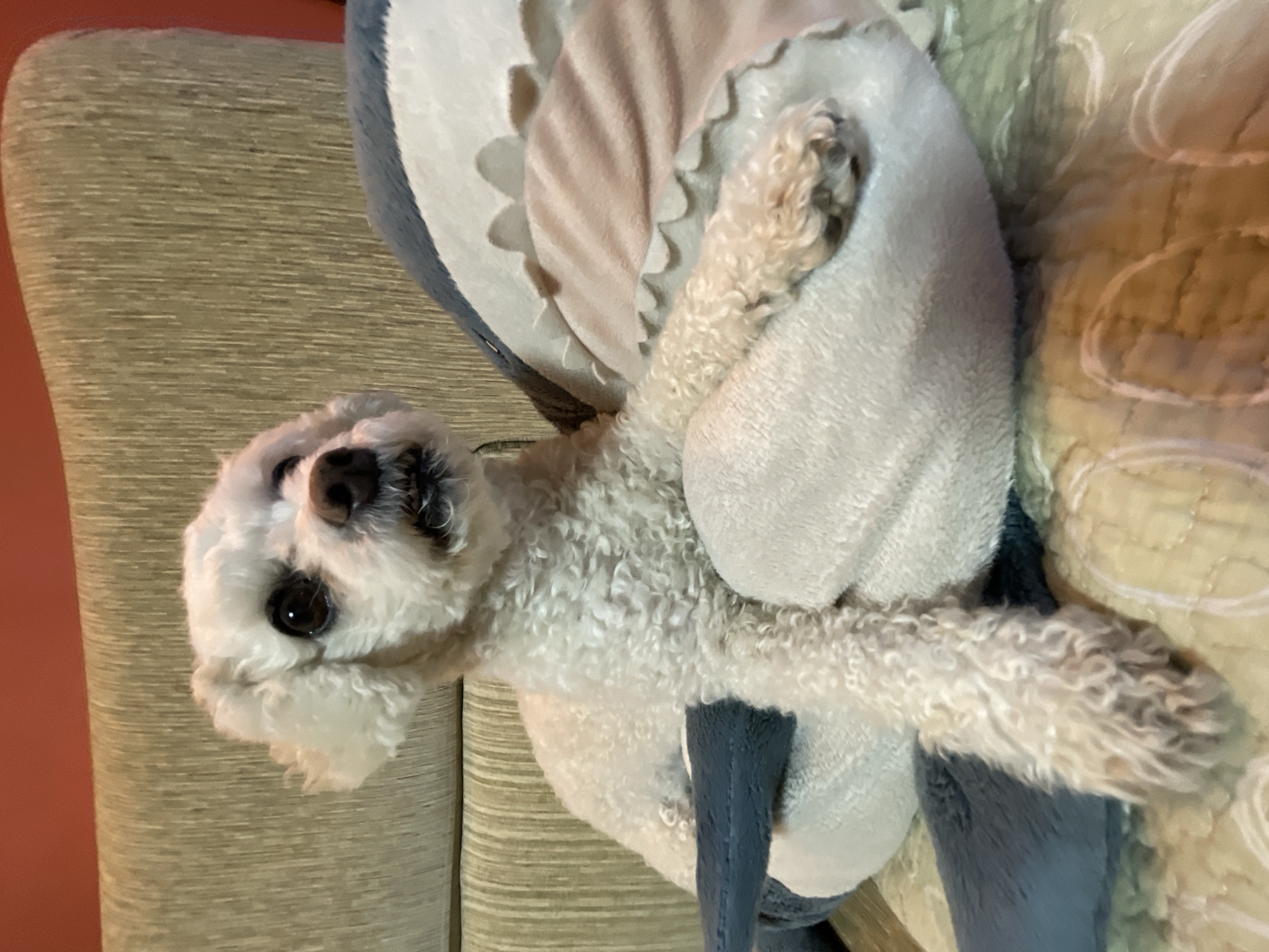 A white, fluffy dog is lying on a dog bed on a textured couch. The dog bed is round with a gray exterior and a tan, flower-petal-shaped cushion in the center. The dog's front paws are outstretched, and its head is tilted. The couch has a textured, light-brown fabric. Part of a red wall is visible on the left side of the frame. The location cannot be determined from the image.