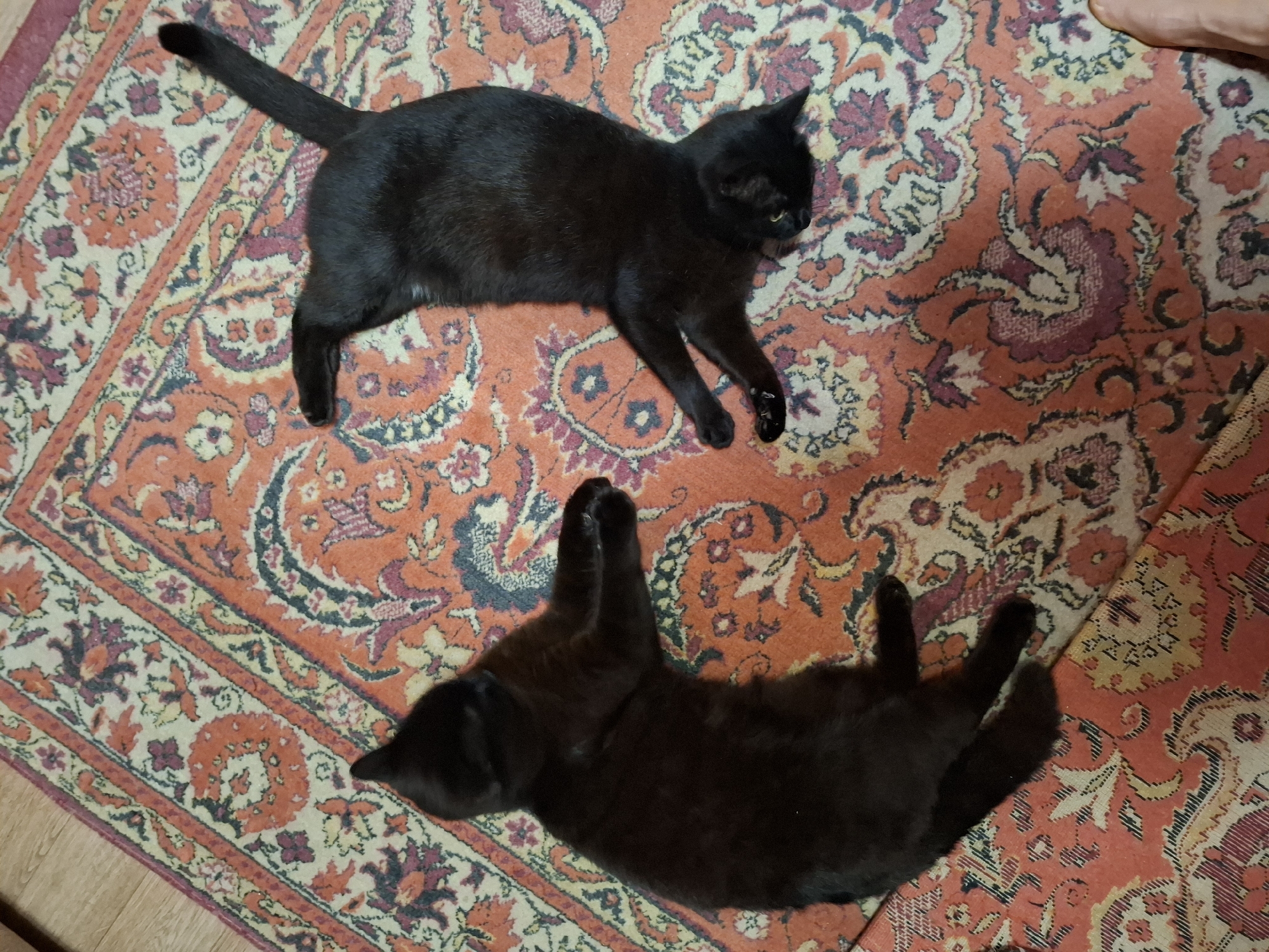 Two black cats are on an orange and tan patterned rug. The top cat is lying on its side, with its head facing right. The bottom cat is lying on its back, with its paws in the air. The location is unknown.