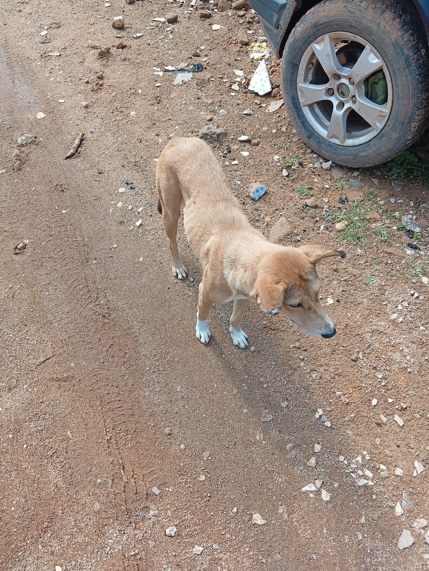 A tan dog stands on a dirt road in Jos, Nigeria. The dog is facing away from the camera, with its head turned to the right. The dog's fur is short and appears to be clean. The dog's paws are white. The dirt road is covered in small pebbles and rocks. A car tire is visible on the right side of the image. The car tire is dirty and has a silver rim. The background is out of focus, but appears to be a natural landscape with some vegetation. The overall scene is one of a rural or semi-rural environment.