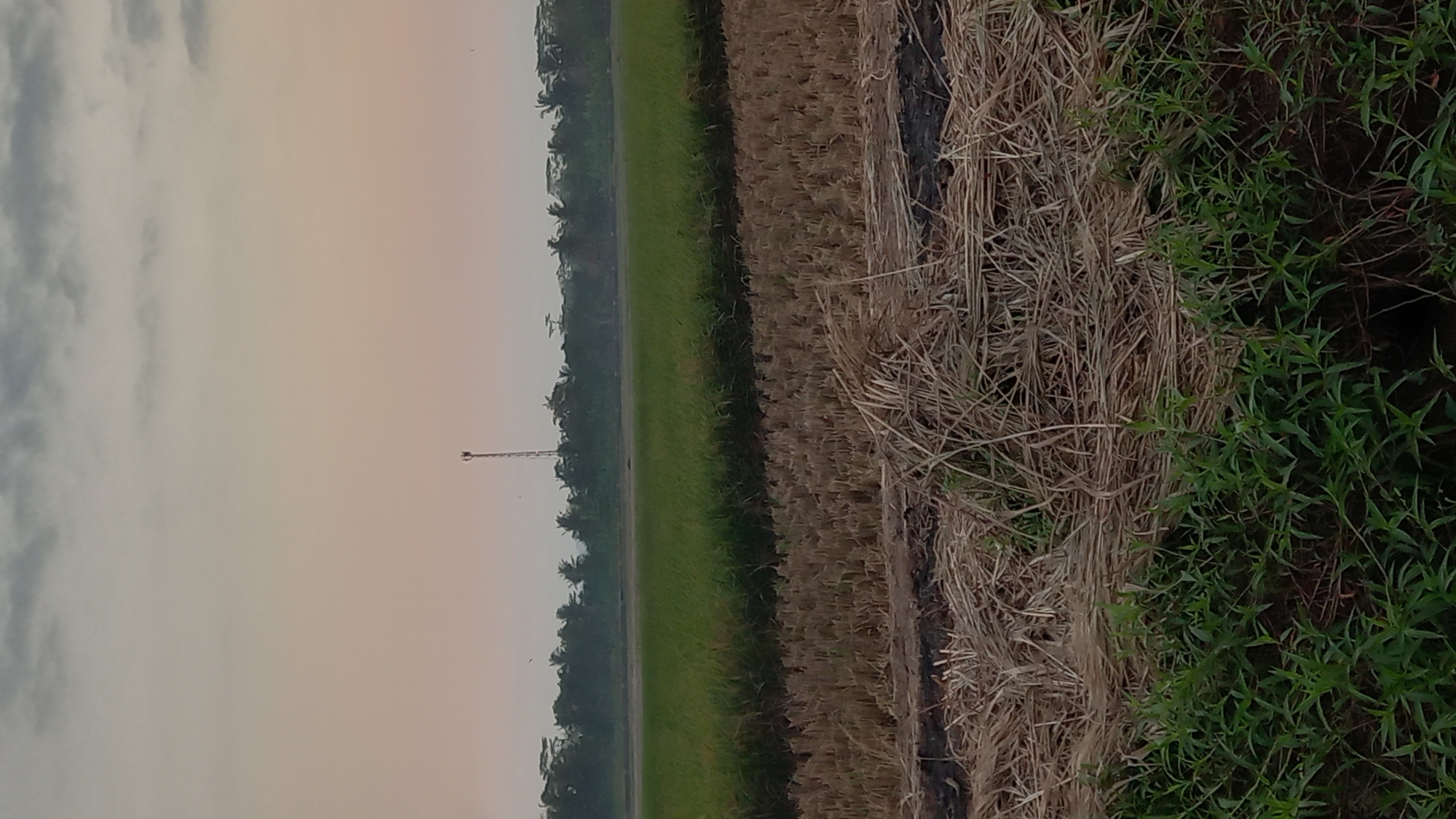The image captures a serene rural landscape in Sidamulya, Indonesia, during what appears to be either dawn or dusk. The sky is a gradient of soft pink and pale orange, with a few scattered grey clouds. In the distance, a solitary cell tower stands tall against the horizon, its metallic structure a stark contrast to the natural surroundings.
The foreground is dominated by agricultural fields. A section of harvested rice paddy, characterized by dry, golden stubble, occupies the middle ground, transitioning into a vibrant green paddy field further back. Lush green grass covers the immediate foreground, suggesting the edge of the cultivated land. The overall impression is one of a quiet, agricultural community, bathed in the gentle light of a transitional sky. There are no people visible in the image, and the scene is tranquil and undisturbed. The environment is natural and agrarian, characteristic of the Indonesian countryside.