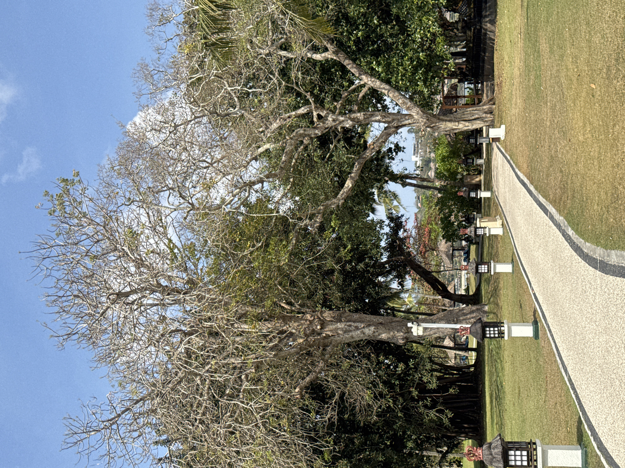 This is a landscape photograph taken outdoors in Kuta Selatan, Indonesia. The image depicts a paved pathway winding through a grassy area. The pathway is bordered by a dark edge and is lined with decorative lamps. In the foreground, two large trees with bare branches dominate the scene, with lush green foliage visible behind them. The sky is blue with scattered white clouds. In the background, there are glimpses of buildings and thatched-roof structures, suggesting a resort or residential area. The overall impression is one of a well-maintained outdoor space in a tropical setting.