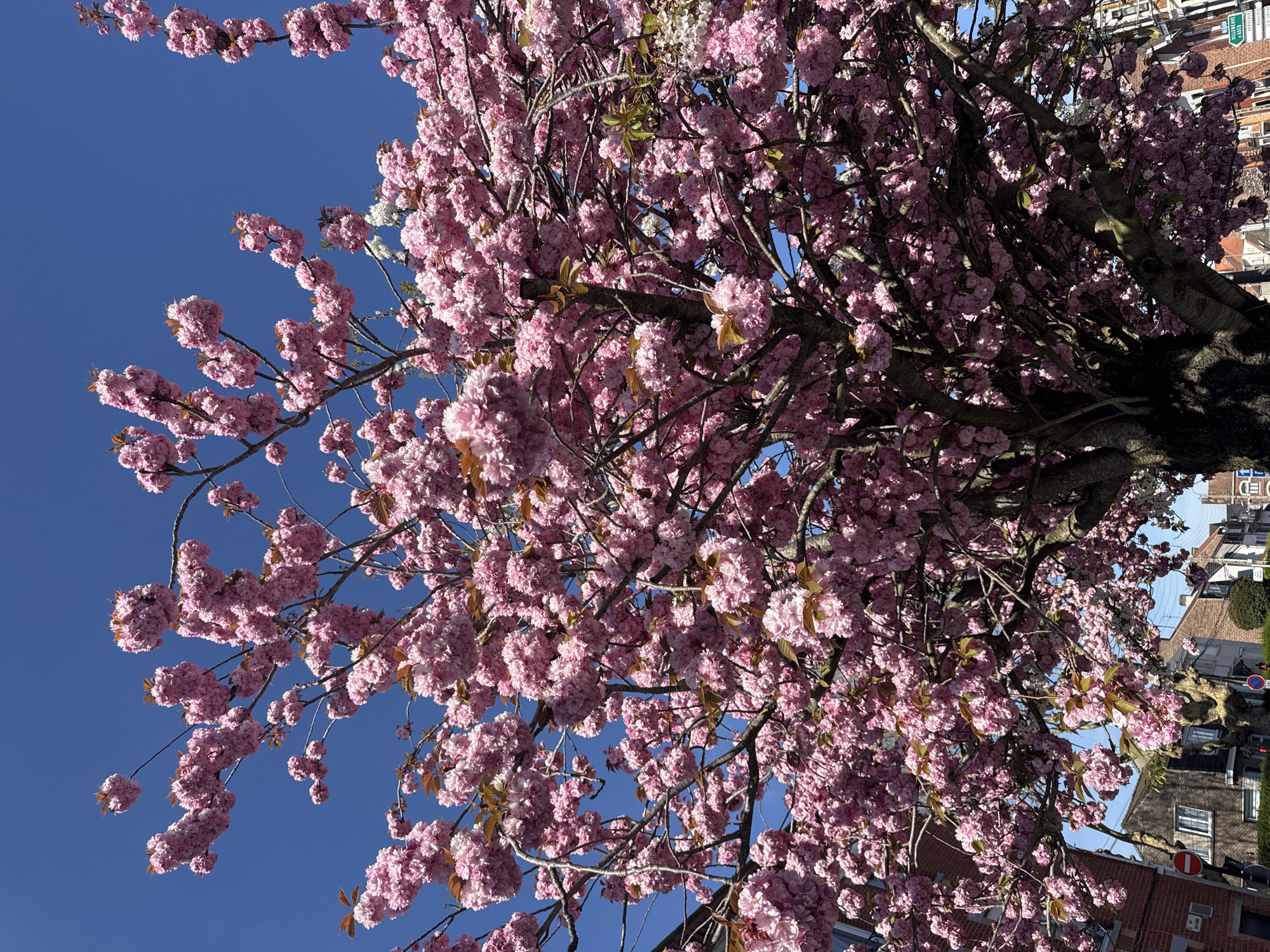 A low-angle shot focuses on a flowering tree with dense pink blossoms against a clear blue sky. The tree's branches fill the frame, interspersed with patches of sky. In the background, the edges of buildings and a street scene suggest an urban setting. The photograph's location is Wattrelos, France, indicated by the presence of a specific, green public works sign in the background. There are no people visible in the frame.