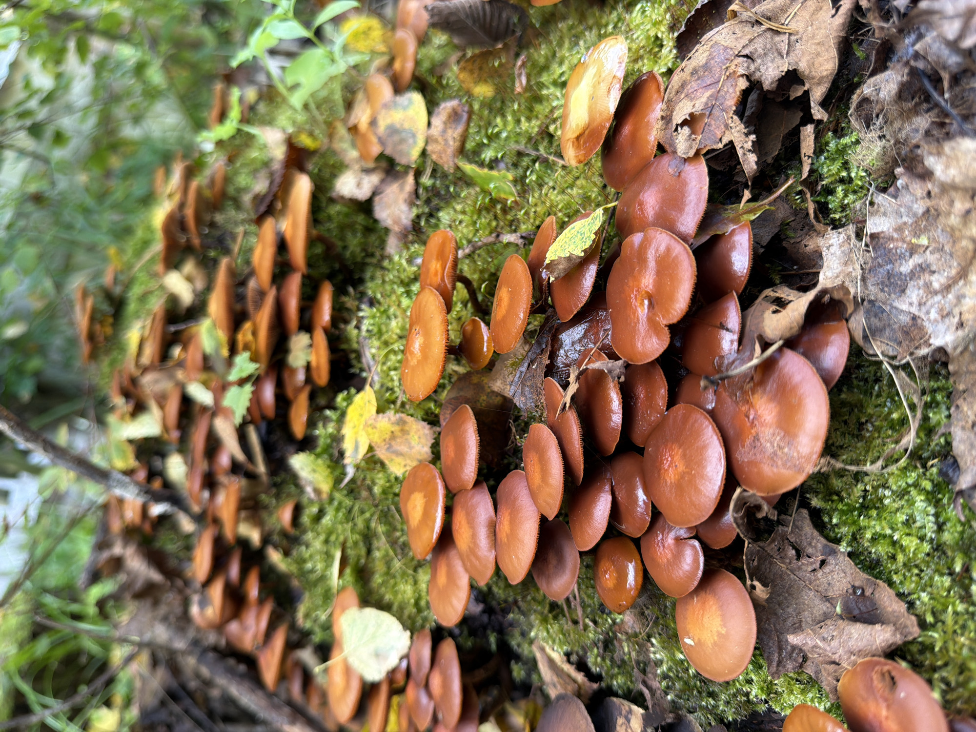 A cluster of small, brown, gilled mushrooms sprouts from a moss-covered fallen log. The mushrooms have smooth, wet-looking caps with slightly upturned edges, revealing their gills. They are densely packed, forming a carpet of autumnal color against the vibrant green moss. Scattered leaves, some green and some brown and dry, lie among the mushrooms and on the log. The background is blurred, showing hints of green foliage and tree branches, suggesting a forest setting.