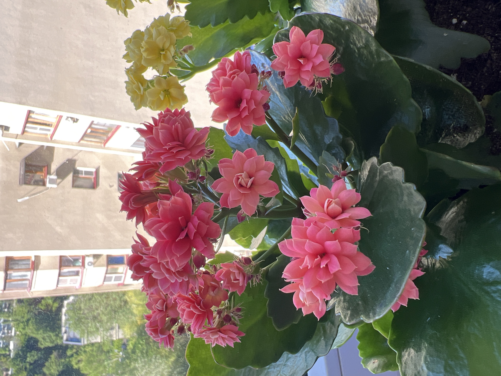 An upright, eye-level shot captures a vibrant Kalanchoe plant, featuring multiple clusters of lush, double-petaled flowers in shades of pink, with some yellow blossoms visible in the upper part of the frame. The plant has thick, scallop-edged, dark green succulent leaves, suggesting it is a Kalanchoe Calandiva cultivar. Many flowers are in full bloom, accompanied by smaller buds.
The plant is positioned indoors, likely on a windowsill or balcony, offering a view of an exterior urban or suburban setting. In the mid-ground, a light-colored, multi-story building with numerous windows and visible window frames extends across the scene. The architecture suggests a residential apartment complex. Beyond the building, the green canopy of trees is visible, with reflections of greenery and other structures apparent in the building's windows.
The scene is illuminated by bright daylight, indicating daytime. The atmosphere appears calm and peaceful. No explicit activity is depicted, and no people are visible. There is no discernible text within the image. The context for this scene is Sochi, Russia, which aligns with the residential architecture and the presence of lush greenery.
