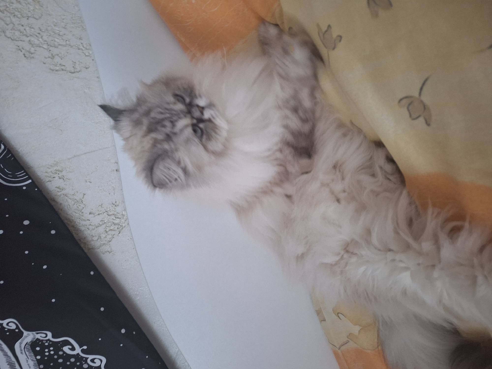 A medium shot depicts a fluffy, mostly white cat with gray accents lying on its back. It appears to be positioned against a pale floral-patterned fabric, and also possibly on a white surface. Part of a black fabric printed with white dots and curly lines appears to the lower left of the image. The location is not evident from the image.