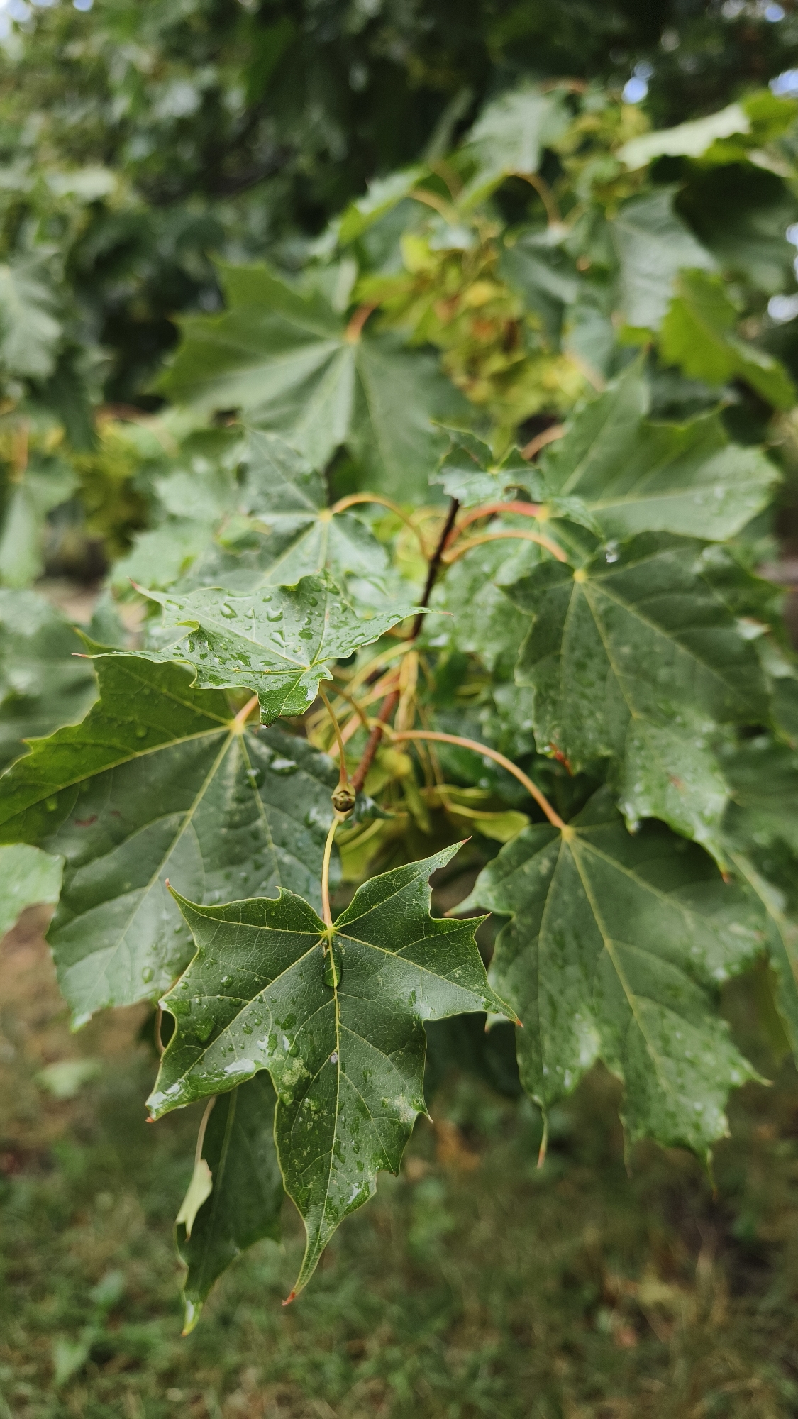 The image depicts a close-up view of wet green maple leaves on a tree branch. The leaves are detailed with visible veins and water droplets, suggesting recent rain. The background is a soft blur of more green foliage and some brown branches, indicating an outdoor natural setting. There are no people or man-made objects visible, and the focus is entirely on the plant life. The scene is consistent with a park or garden in Vienna, Austria, specifically a natural area where trees are prevalent.