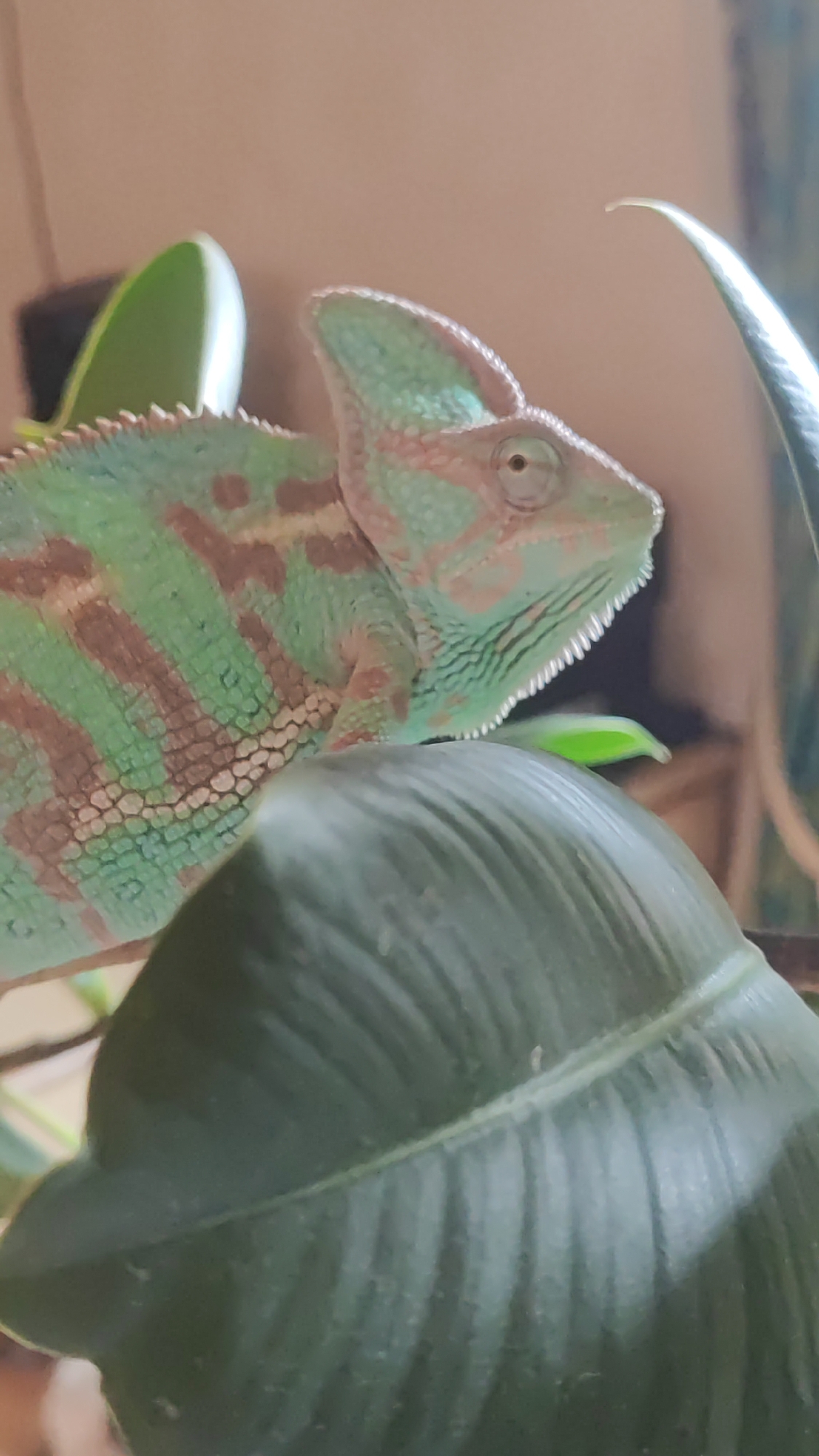 This is a close-up, vertical, eye-level shot of a veiled chameleon perched on a branch amidst lush green foliage, suggesting a natural or terrarium habitat. The chameleon, predominantly green with subtle brown markings, faces right, its distinctive casque prominently displayed. Its eye is visible, and its mouth is slightly open, revealing a serrated edge. The background is softly blurred, with hints of other plants and a light-colored wall, creating a shallow depth of field that emphasizes the subject. The foreground is dominated by a large, dark green leaf, its veins clearly visible. The lighting appears to be soft, possibly natural light, casting gentle shadows and highlighting the textures of the chameleon's scales and the surrounding leaves. There is no indication of the city of Sochi, Russia, or any specific urban environment.