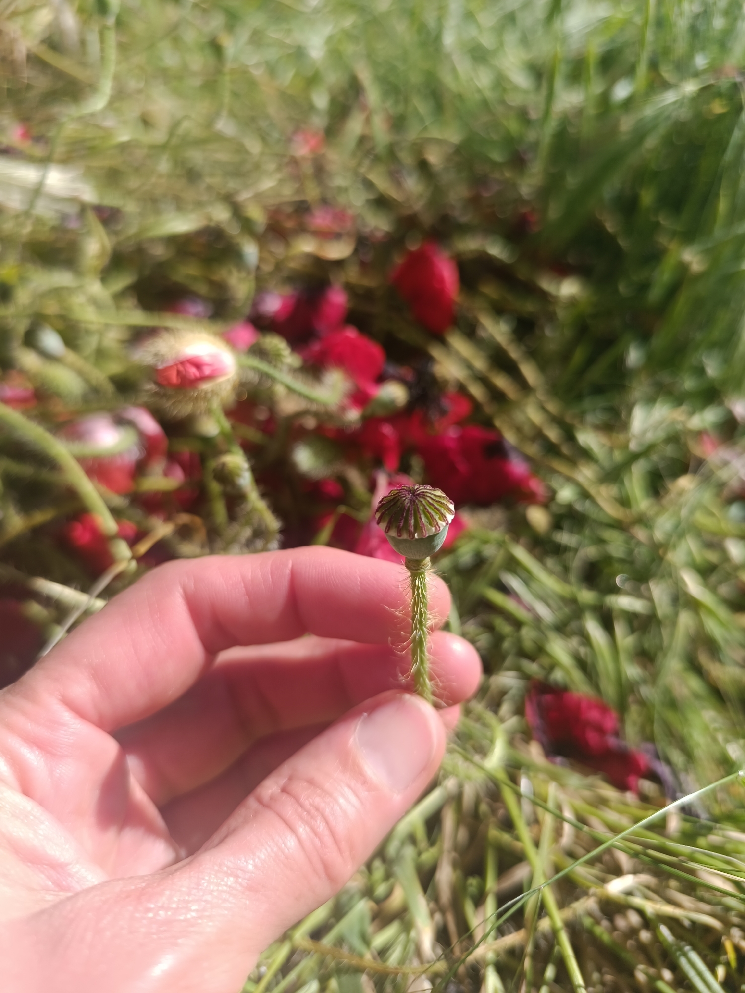A person's hand gently holds an immature green poppy seed pod with a distinctly hairy stem, positioned in the lower-center of the frame. The seed pod itself is an ovoid capsule topped with a flat, ridged crown. The skin of the hand appears slightly moist or well-hydrated.
The background is a soft-focus blur of lush green foliage, likely grass and other poppy plants, interspersed with numerous bright red elements. These red shapes appear to be fallen poppy petals or fully opened red poppy flowers, suggesting a vibrant bloom. A prominent, closed poppy bud, also covered in fine hairs and displaying a pinkish-red hue, is visible in the lower-left background among the green.
The scene takes place outdoors in bright, natural sunlight, indicating daytime. The light creates clear highlights on the hand and the poppy pod. The overall environment suggests a natural setting, possibly a field or garden abundant with poppies in various stages of growth, located in Goryachevodsky, Russia. The activity depicted is an act of observation or collection, highlighting the botanical details of the poppy. No text is visible in the image.