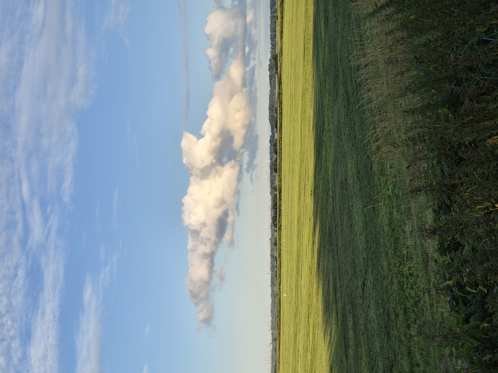 This is a vertical, eye-level, full shot of a large, flat, green field in the city of Schiffdorf, Germany. The sky is a clear, bright blue, with large, fluffy white clouds scattered across it. The field is vast and stretches to the horizon, where it meets a line of trees. There are a few tall, thin, white birds scattered across the field. The grass is short and well-maintained, with visible rows from a recent mowing. A large shadow is cast across the left side of the field, suggesting a strong light source from the left. In the distance, beyond the trees, there are several wind turbines visible, as well as some industrial cranes. The foreground shows a dense growth of tall, dry grass and plants.